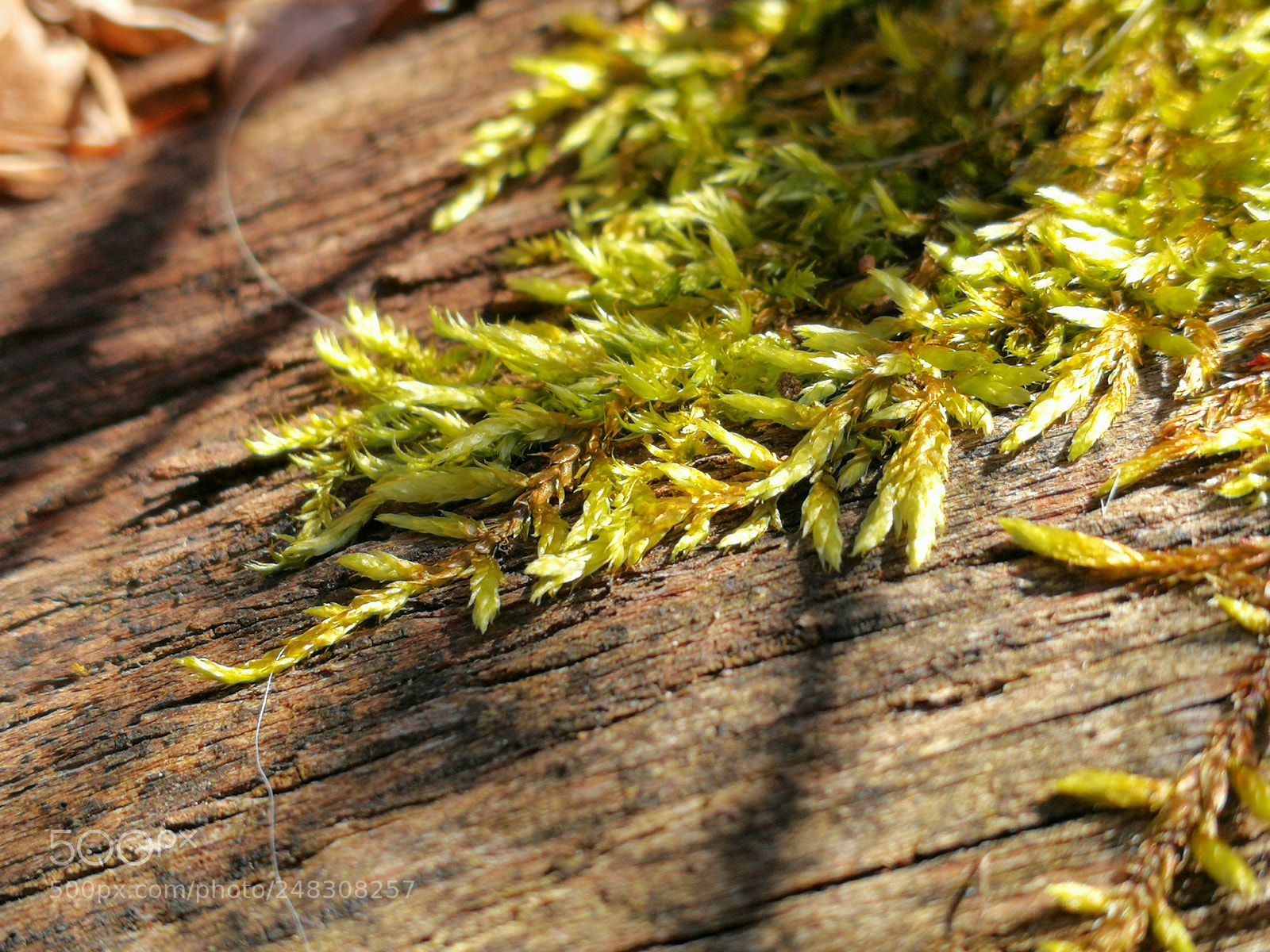 HUAWEI P10 sample photo. Mossy tendrals photography