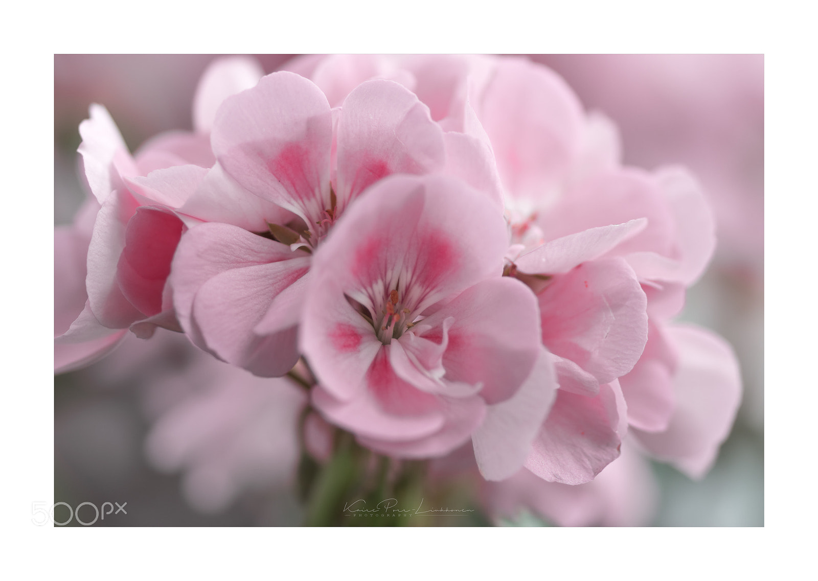 Sony SLT-A77 sample photo. Pelargonium photography