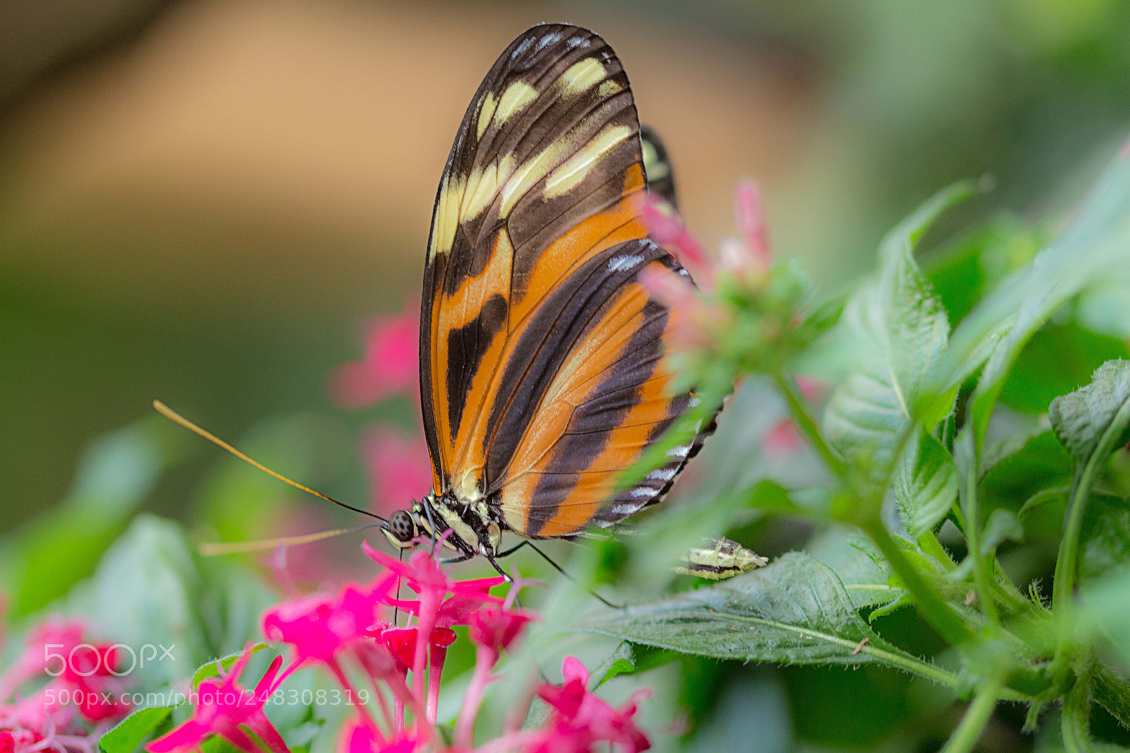 Canon EOS 700D (EOS Rebel T5i / EOS Kiss X7i) sample photo. Orange butterfly photography