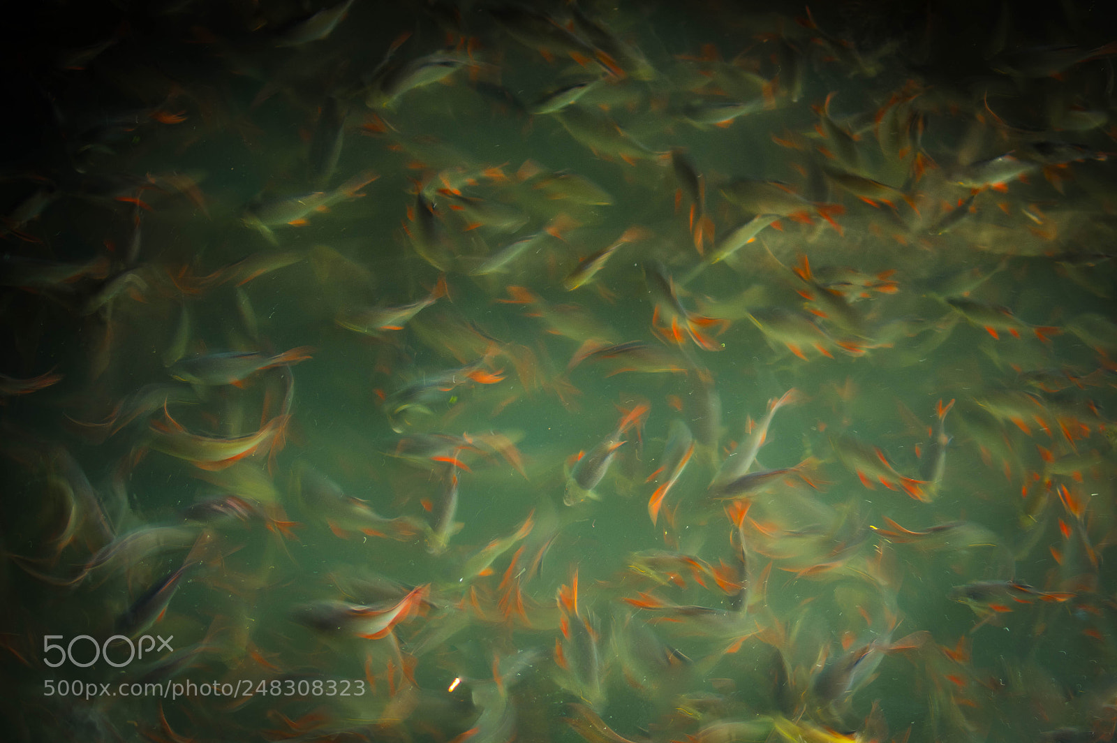 Pentax K-3 sample photo. Kanchanaburi - hypnotic fishes photography