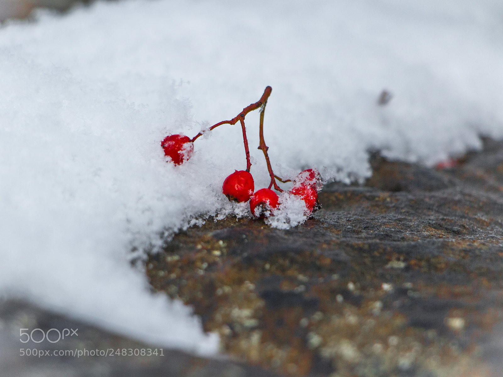 Canon EOS 700D (EOS Rebel T5i / EOS Kiss X7i) sample photo. Berries photography