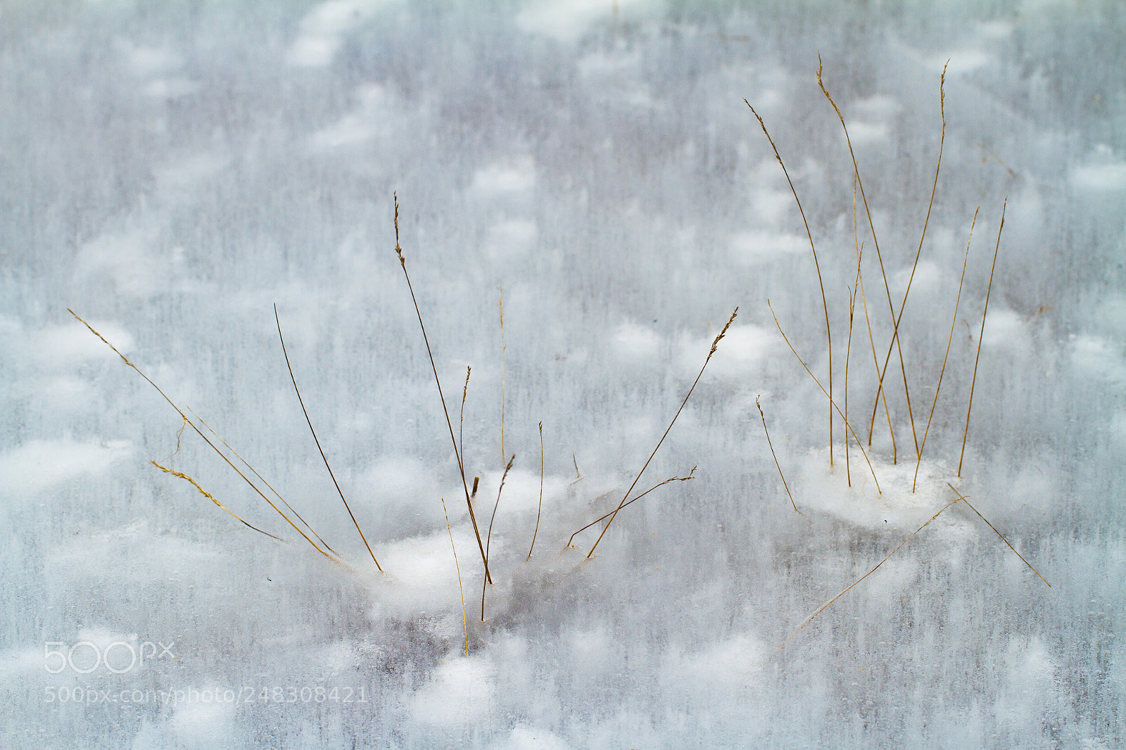 Canon EOS 7D sample photo. Japanese painting photography