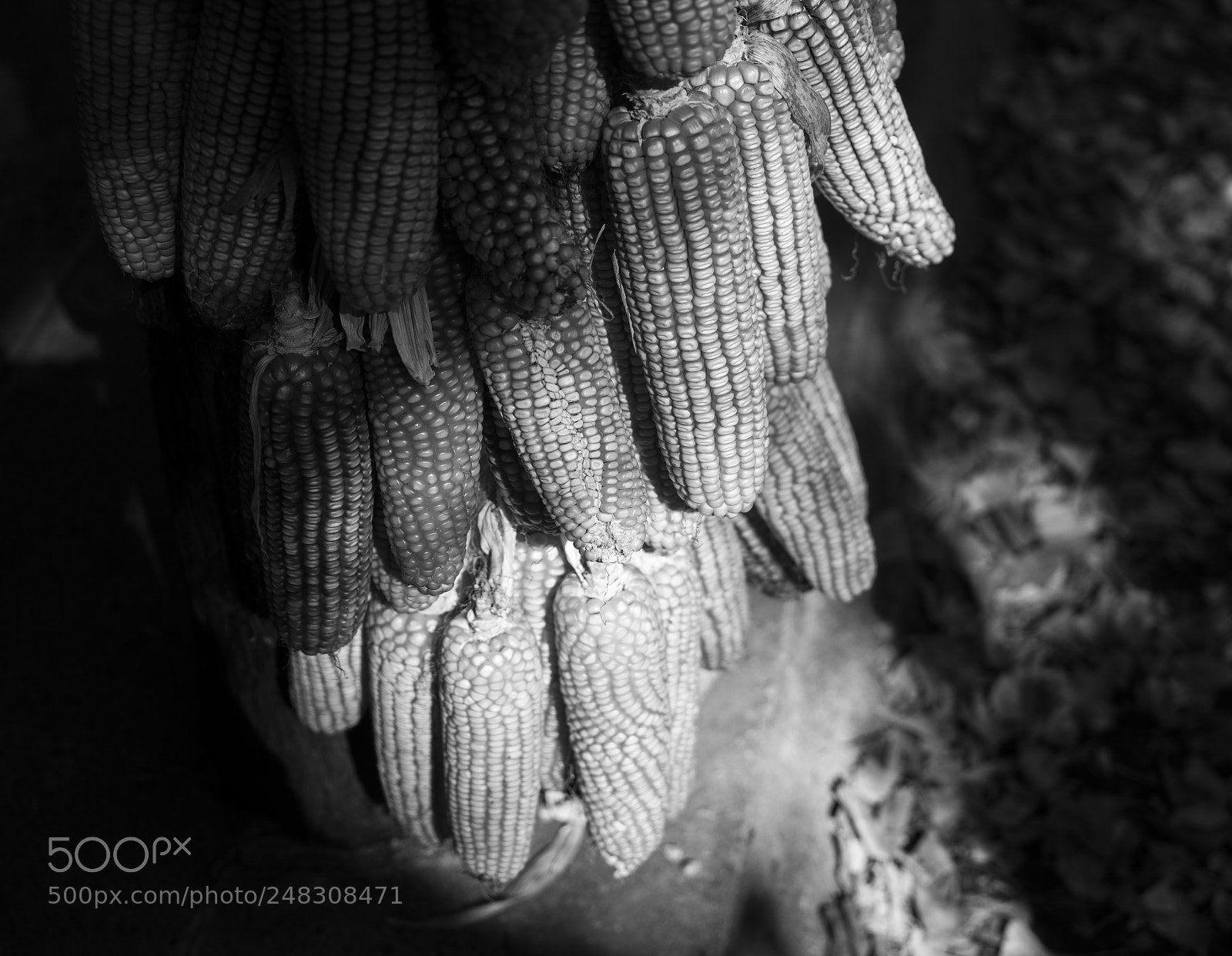 Sony a7 II sample photo. Corn photography