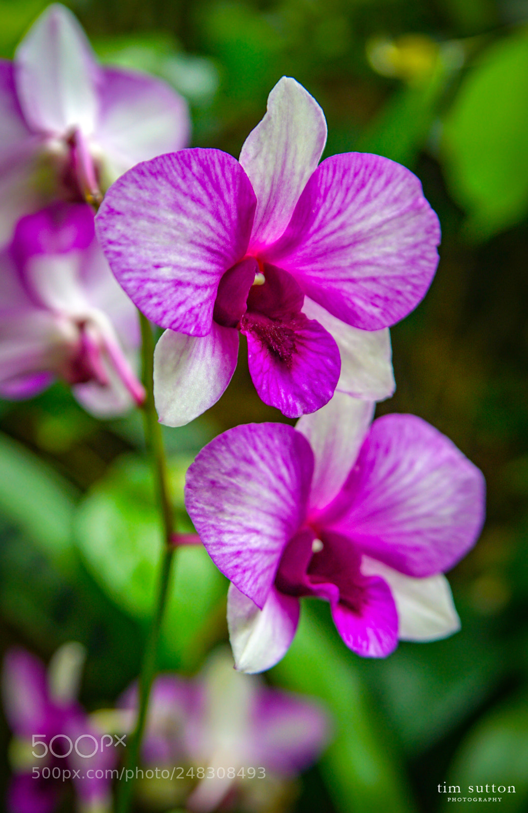 Sony ILCA-77M2 sample photo. Dueling orchids photography