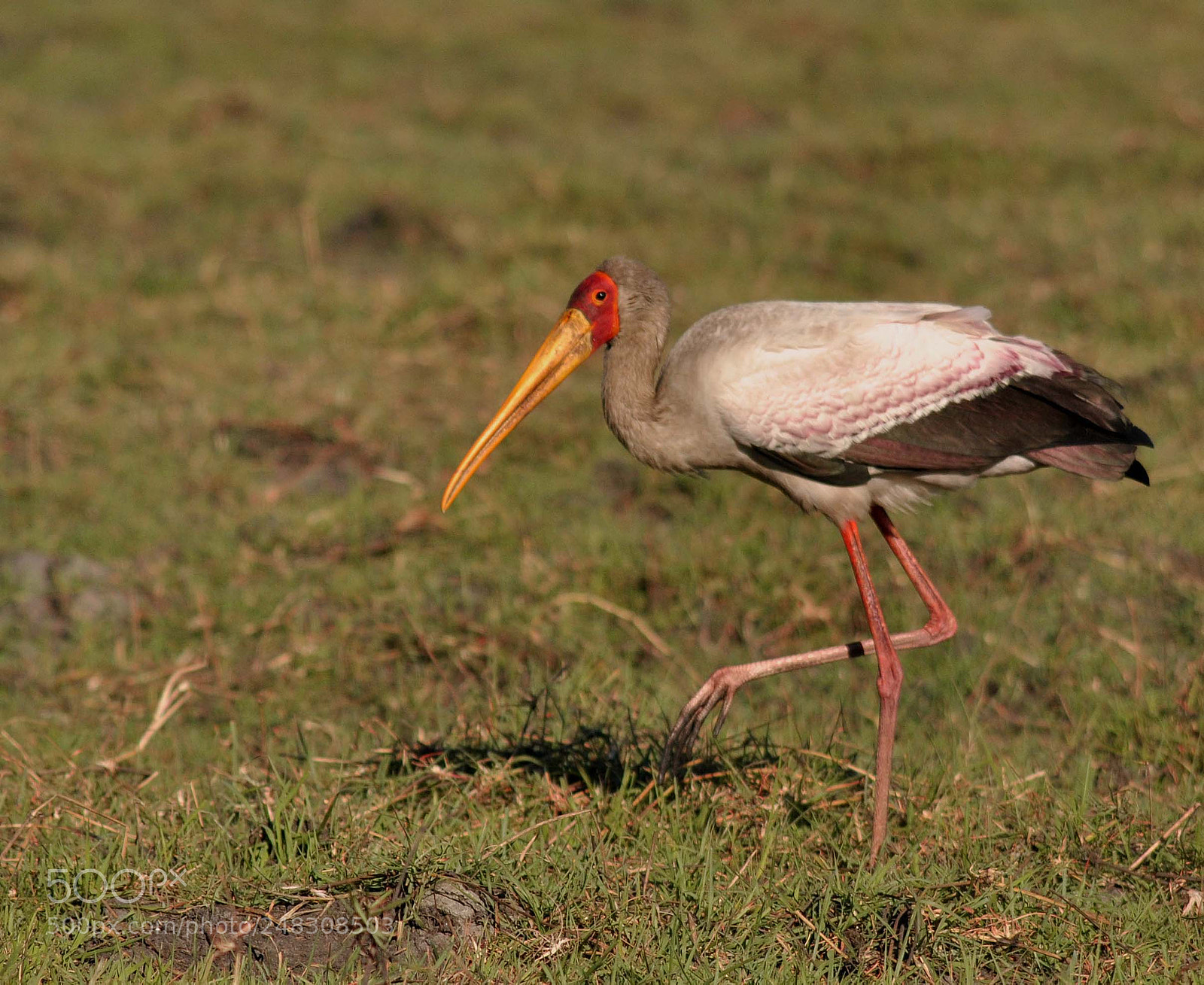 Nikon D90 sample photo. Yellow billed stork. photography