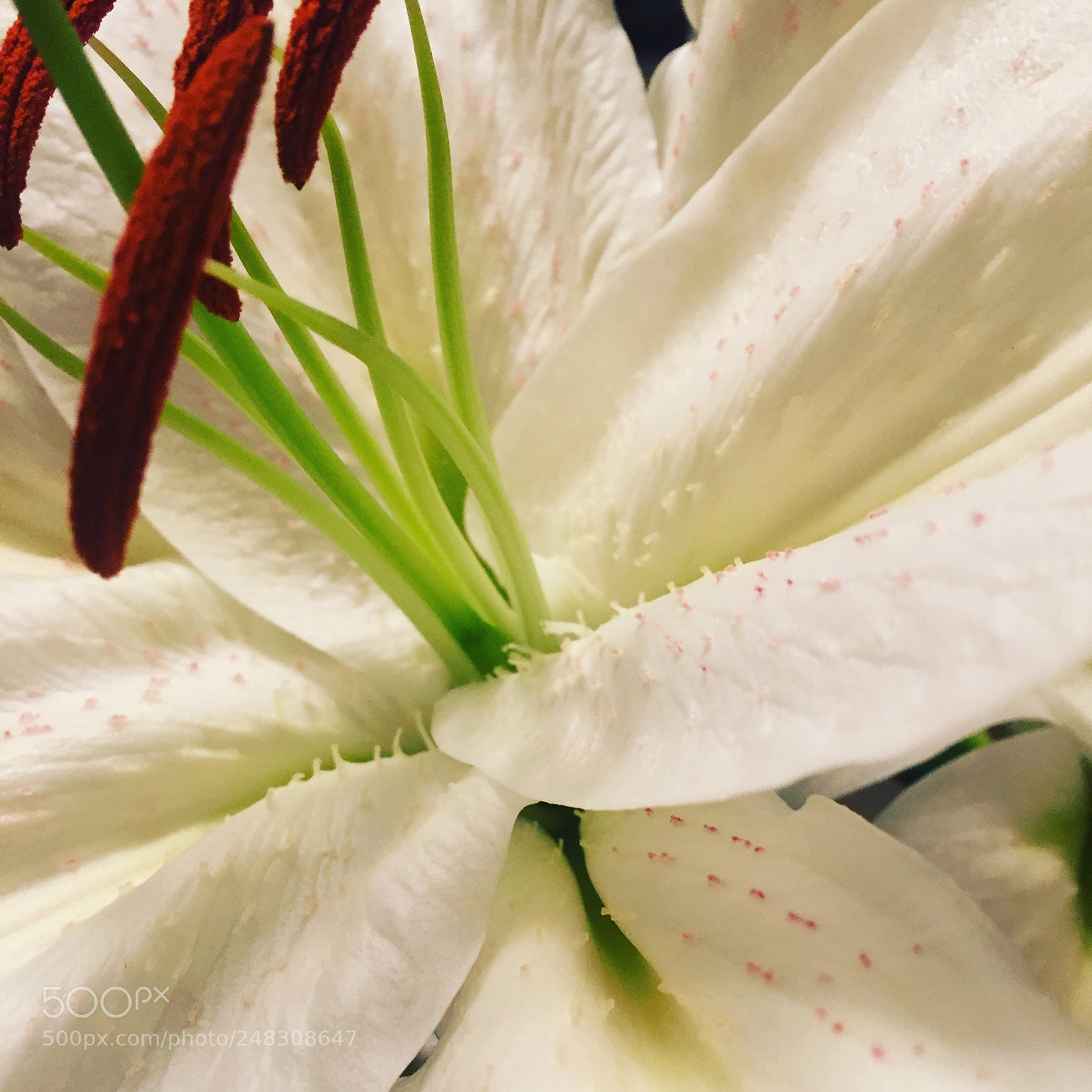 Apple iPhone 6 sample photo. Untitled photography