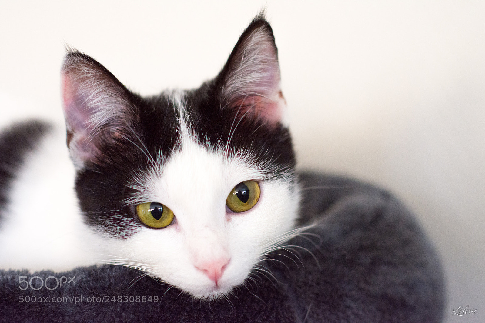 Nikon D7200 sample photo. Nausicaa photography