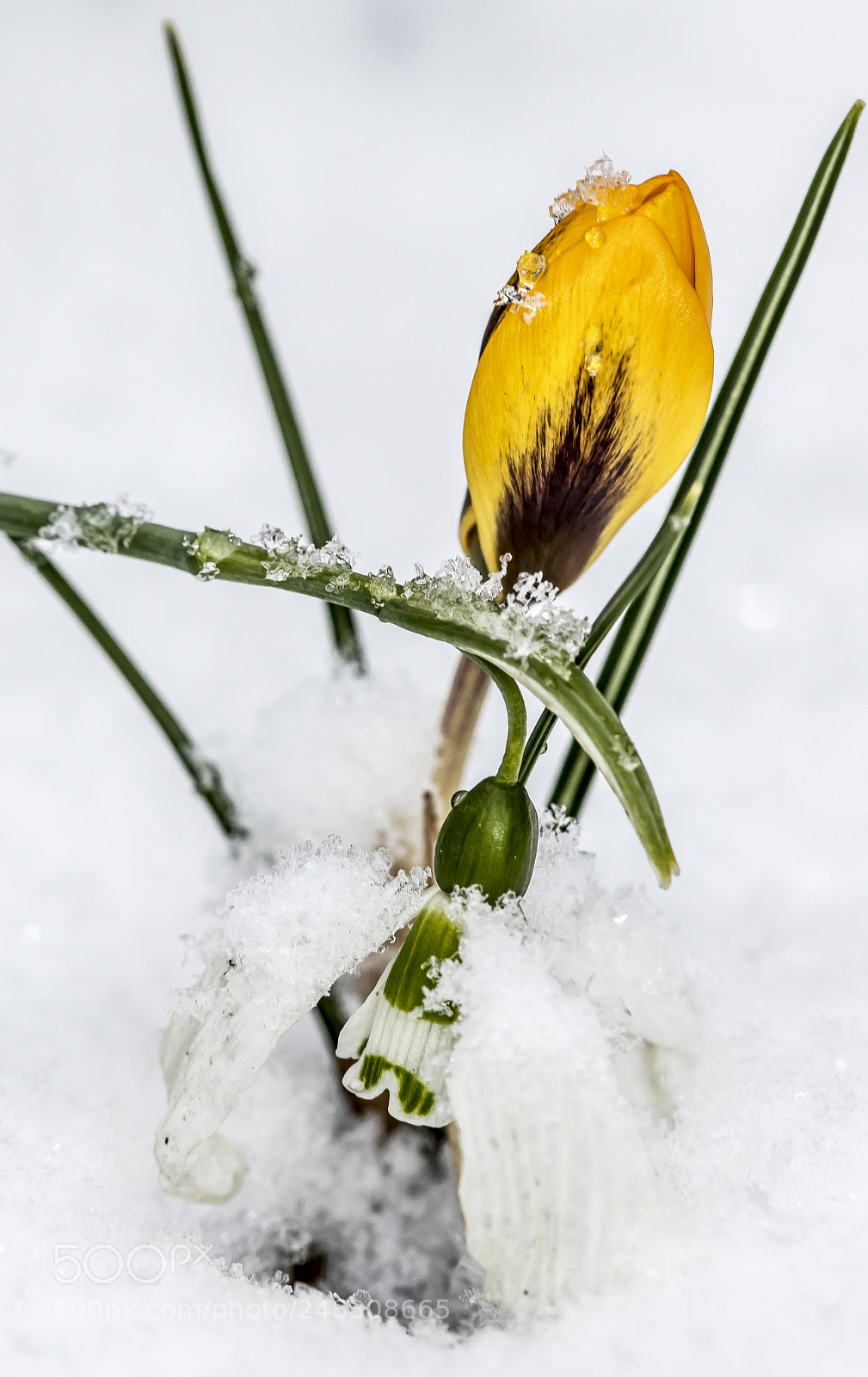 Canon EOS 80D sample photo. Snowdrops and crocus photography