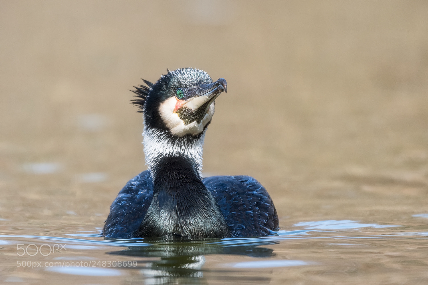 Nikon D500 sample photo. Ggeat cormorant (phalacrocorax carbo), photography