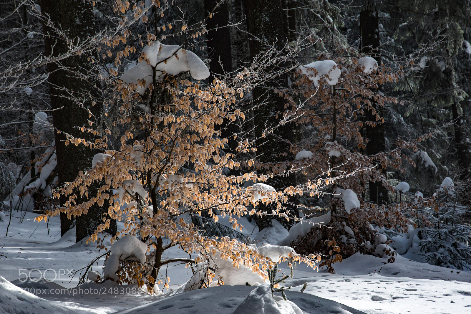 Nikon D7200 sample photo. T li haiku winter photography