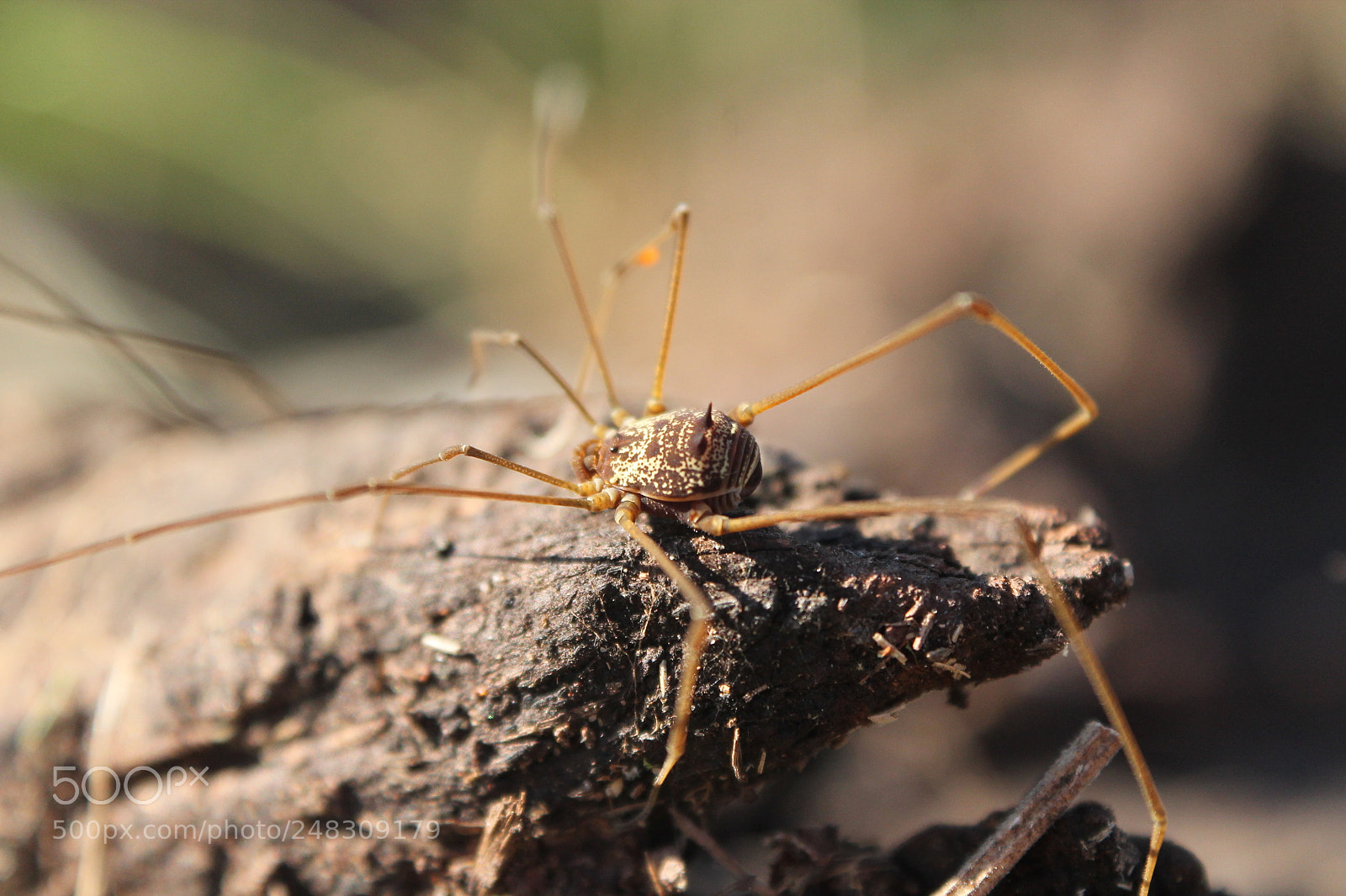 Canon EOS 1100D (EOS Rebel T3 / EOS Kiss X50) sample photo. Opilion photography