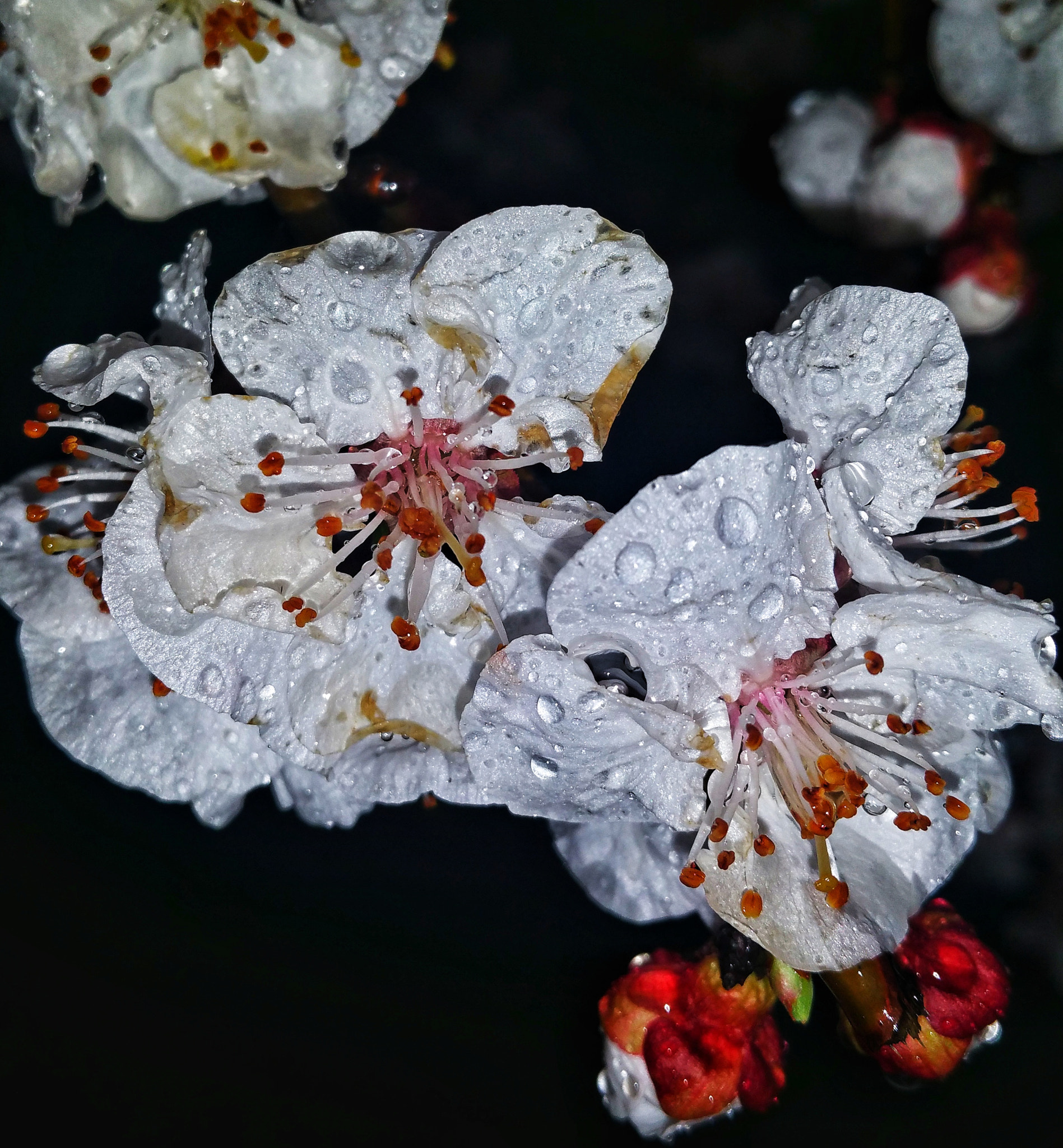 Samsung Galaxy S5 LTE-A sample photo. White flower photography