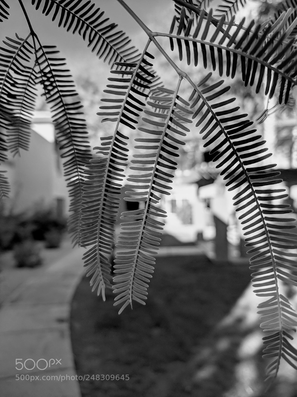 Google Pixel XL sample photo. Mesquite veil photography