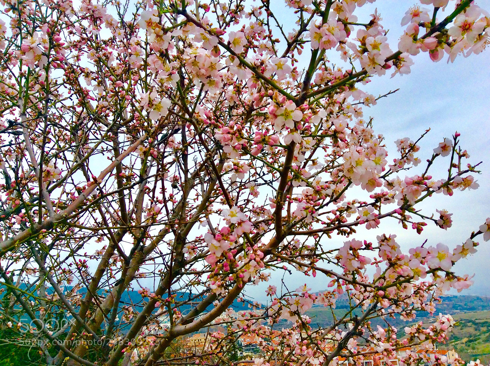 Apple iPad mini 2 sample photo. Spring!!! photography