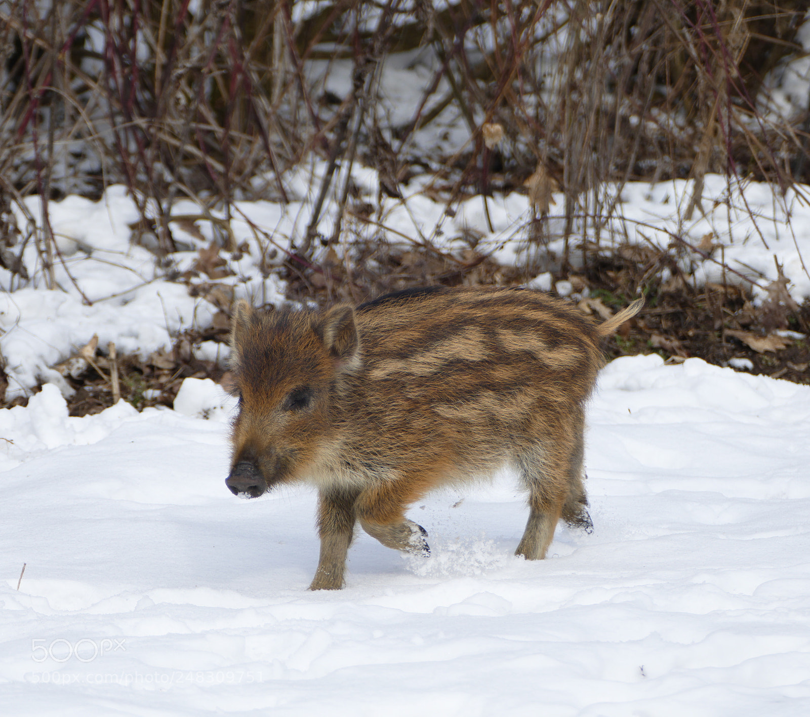 Panasonic Lumix DMC-FZ1000 sample photo. Wild pig photography