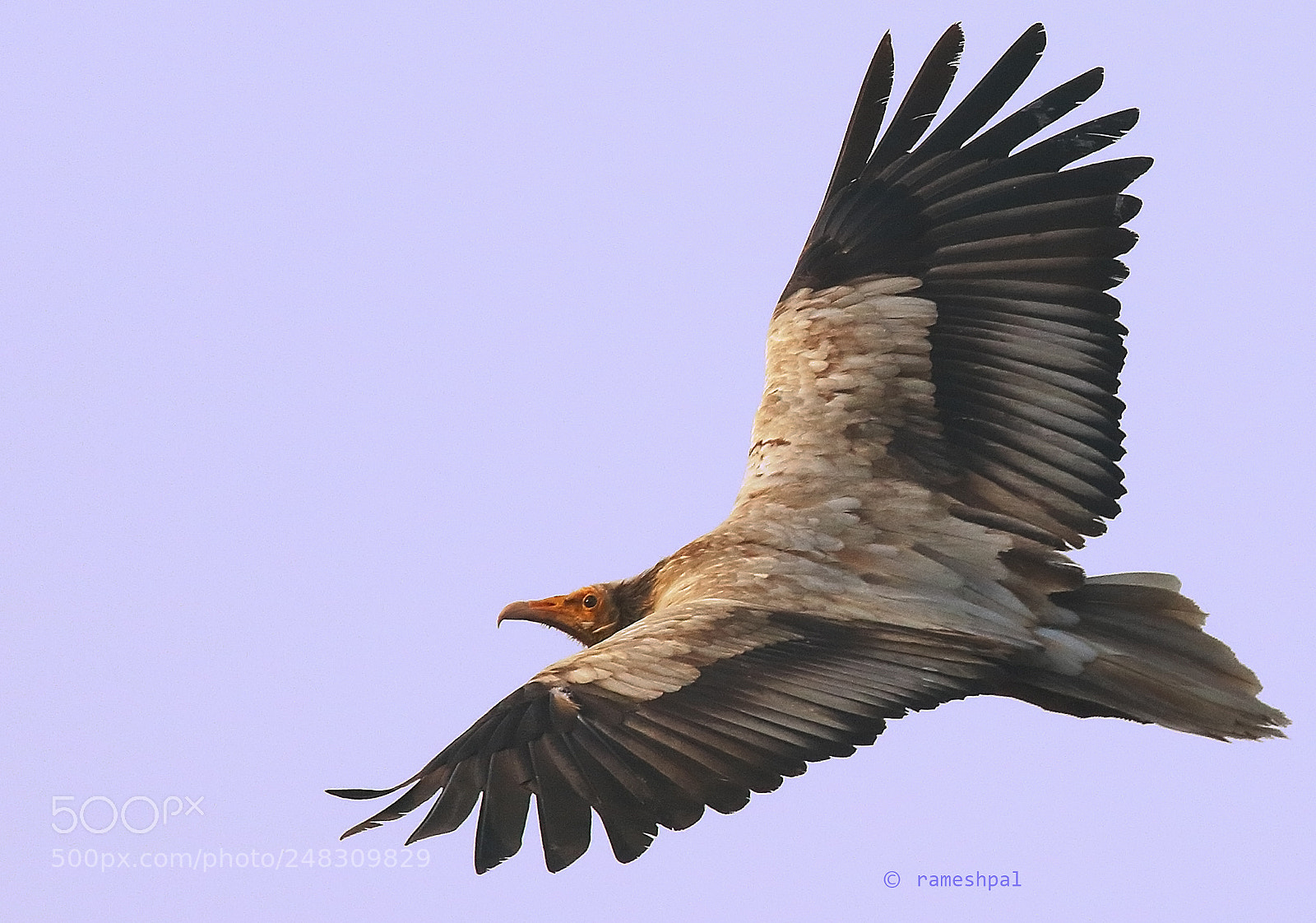 Canon EOS 760D (EOS Rebel T6s / EOS 8000D) sample photo. Egyptian vulture in flight photography