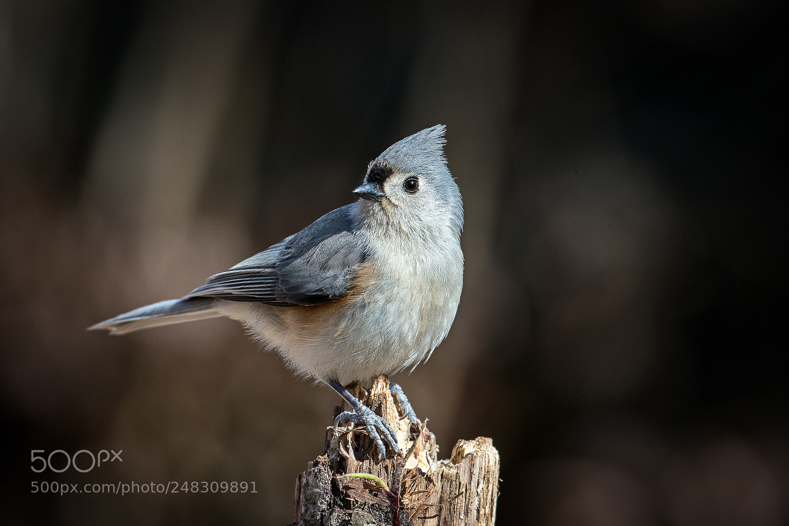 Canon EOS-1D X sample photo. Tufted titmouse photography