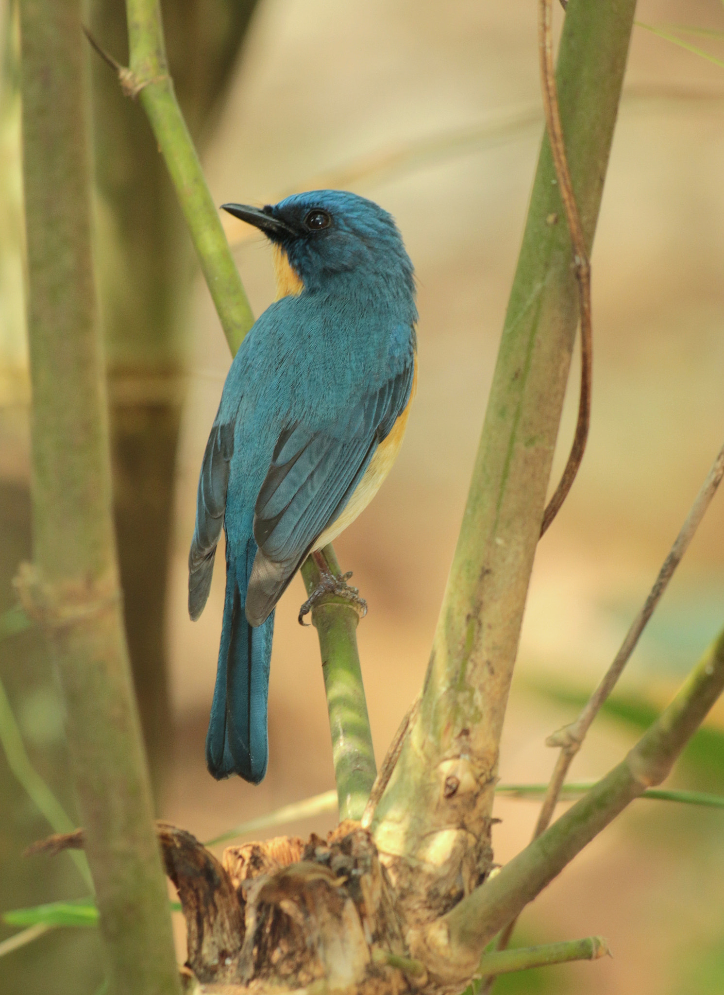 Canon EF 70-300 F4-5.6 IS II USM sample photo. Tickell's blue flycatcher photography
