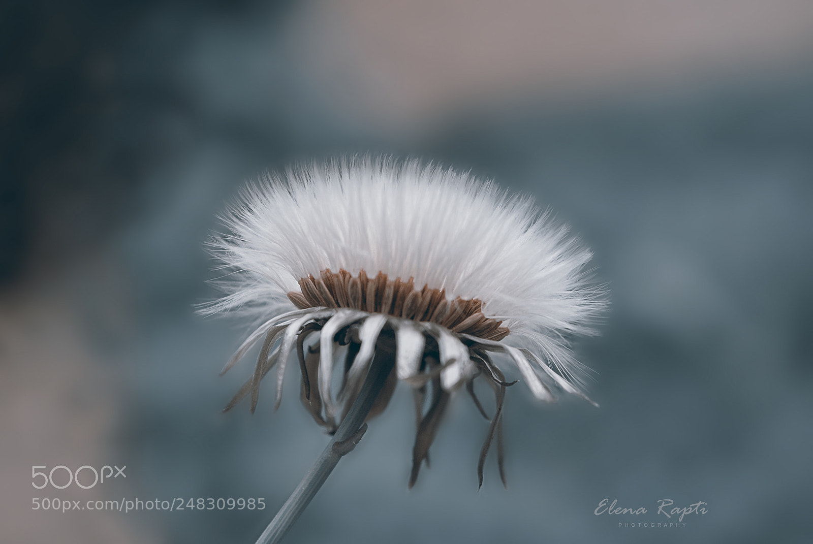 Nikon D3000 sample photo. Dandelion.... photography