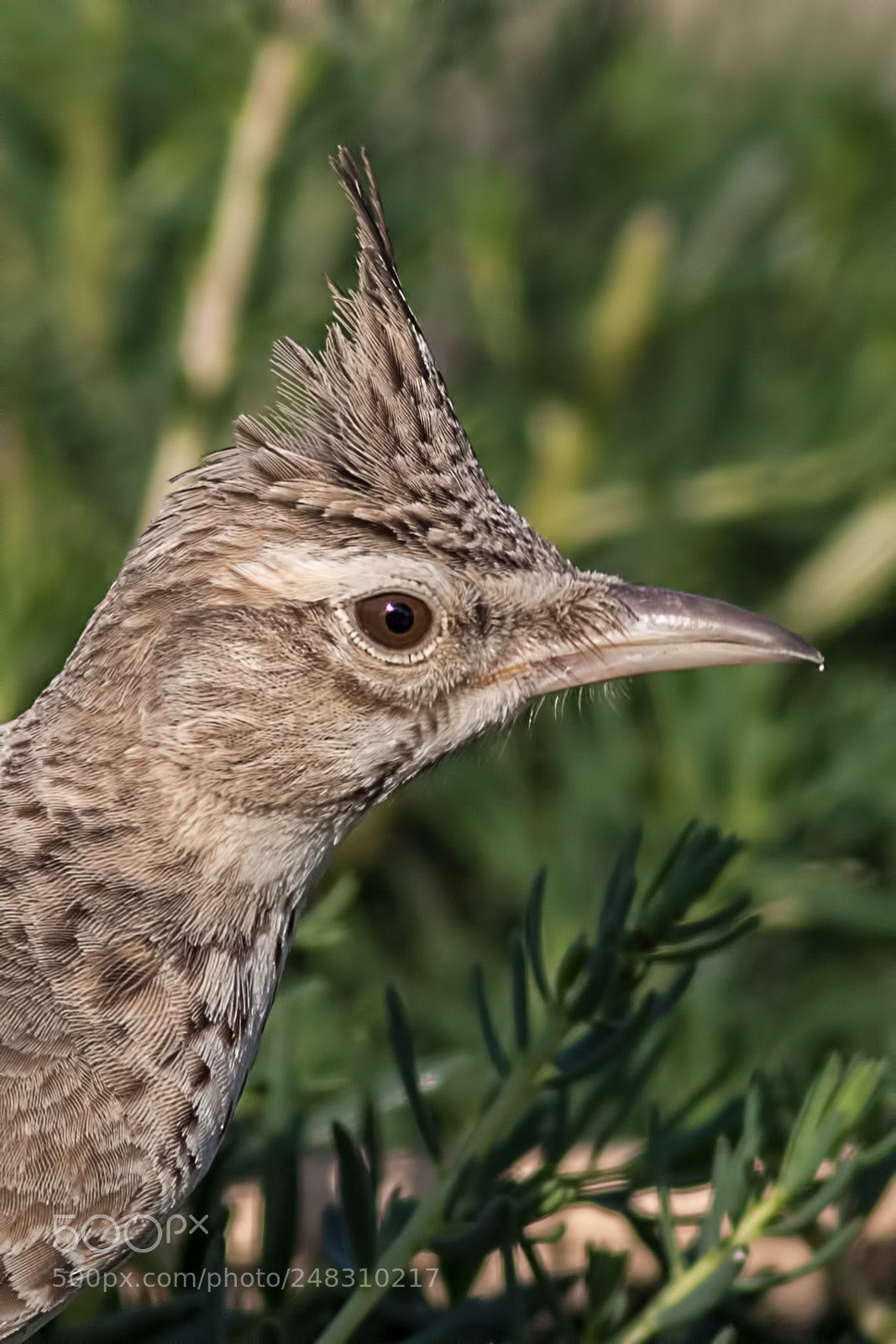 Canon EOS 7D Mark II sample photo. Crested lark photography