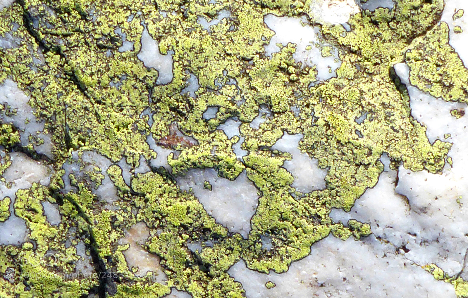 Panasonic Lumix DMC-ZS50 (Lumix DMC-TZ70) sample photo. Lichen photography