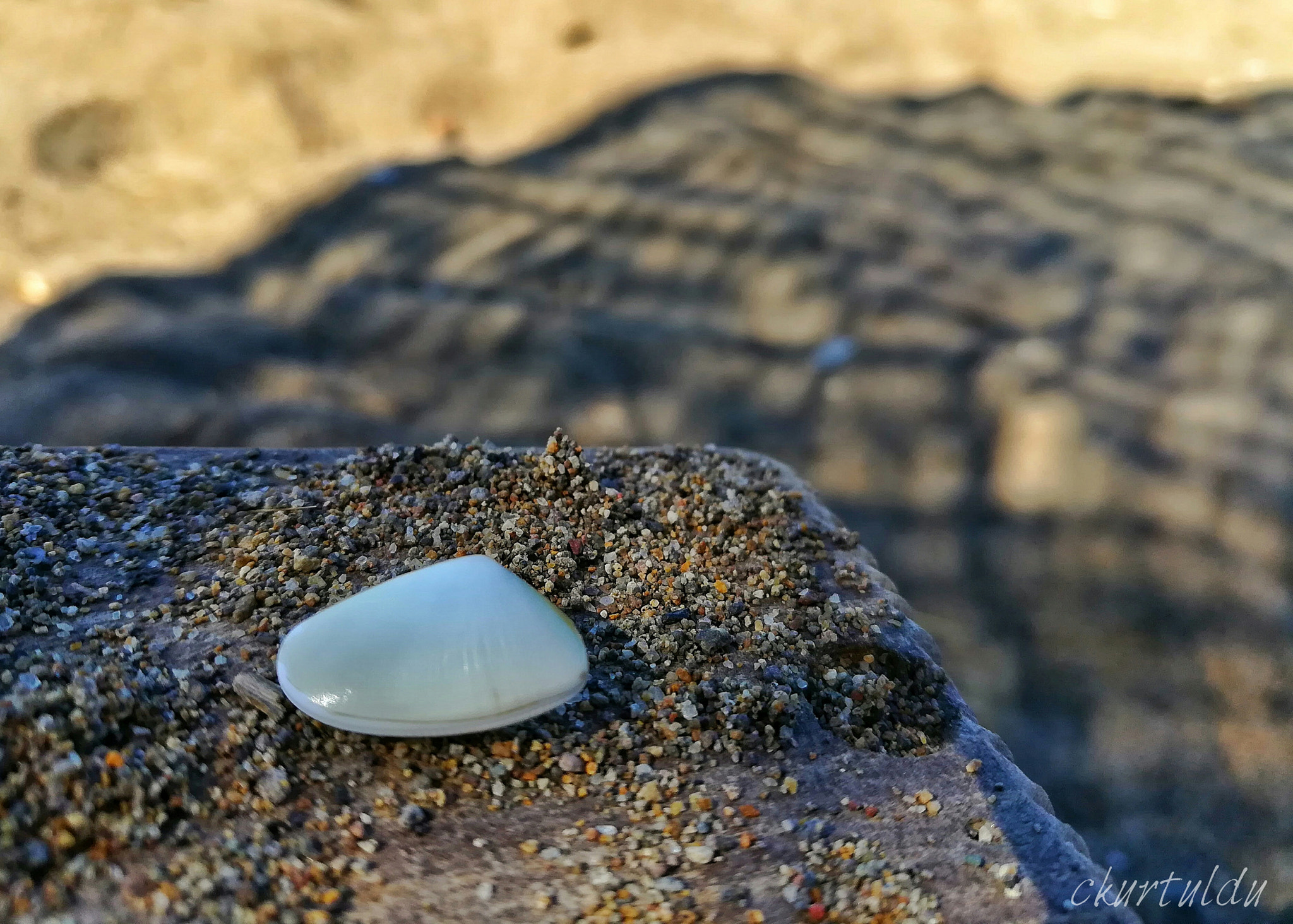 HUAWEI GR5 2017 sample photo. Seashell photography