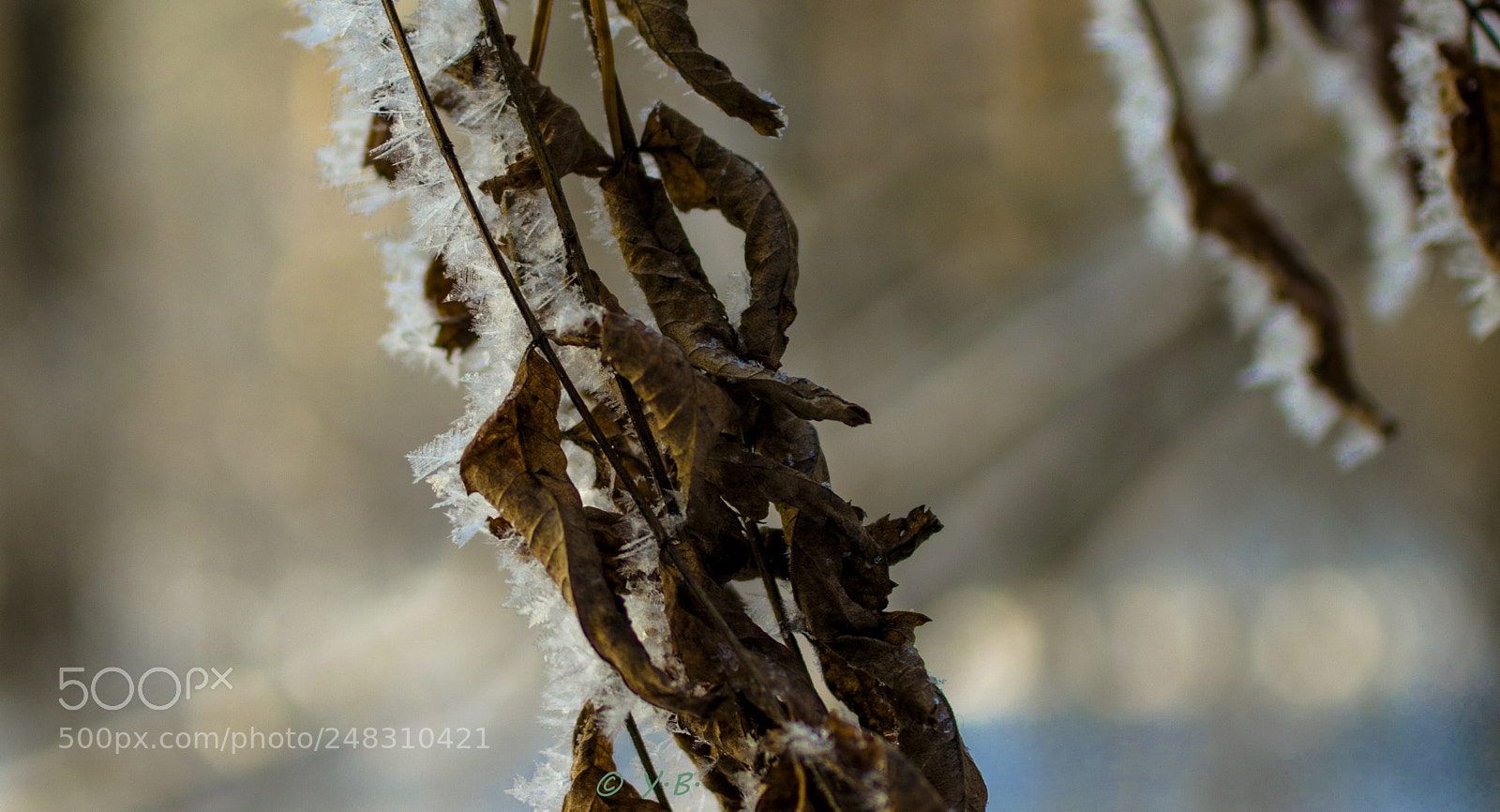 Pentax K-70 sample photo. Frosty photography