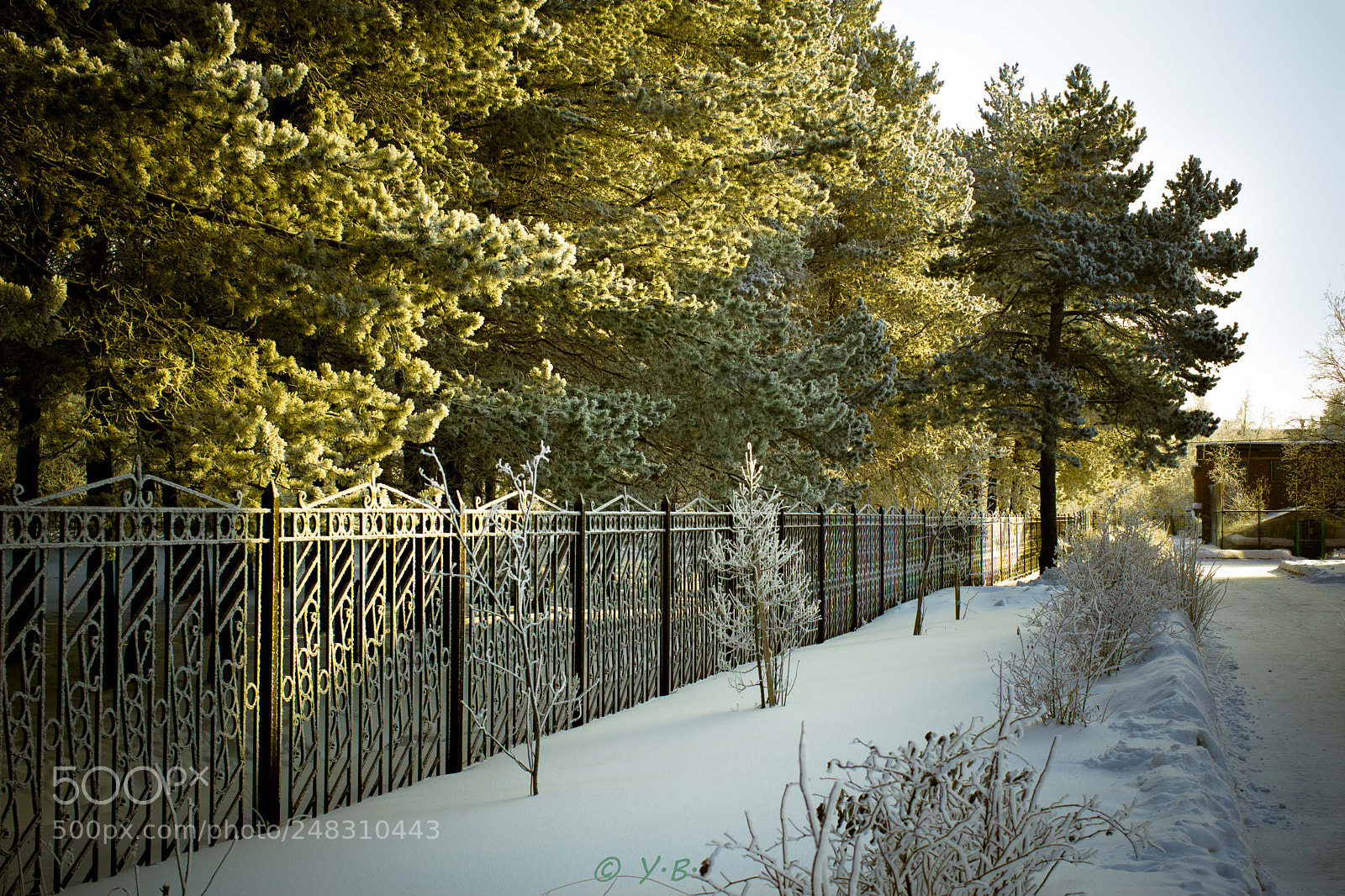 Pentax K-70 sample photo. Pines park photography