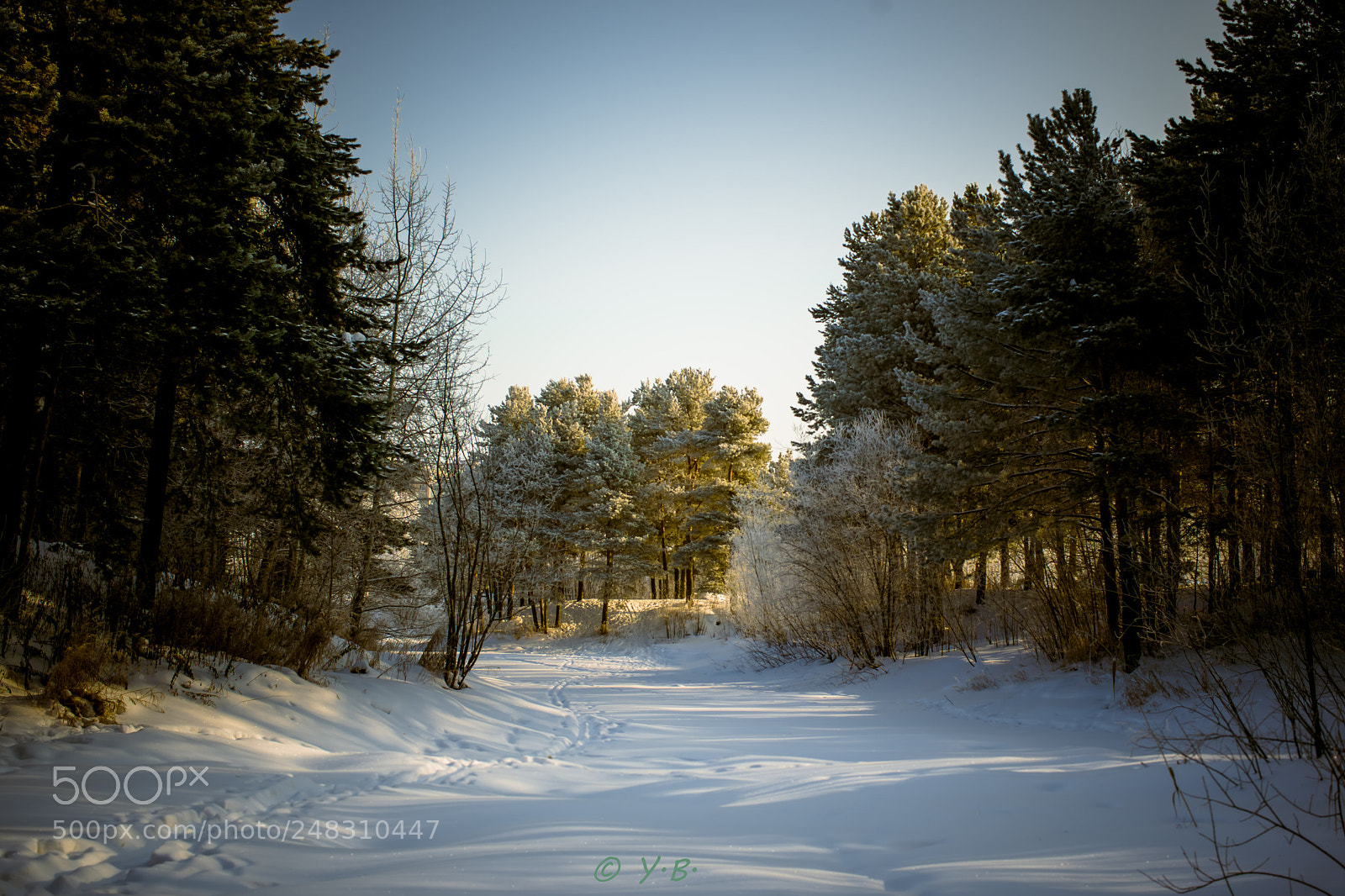 Pentax K-70 sample photo. Winter trees photography