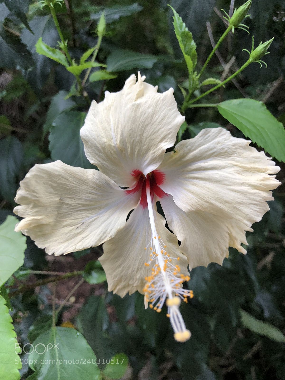 Apple iPhone X sample photo. Img photography