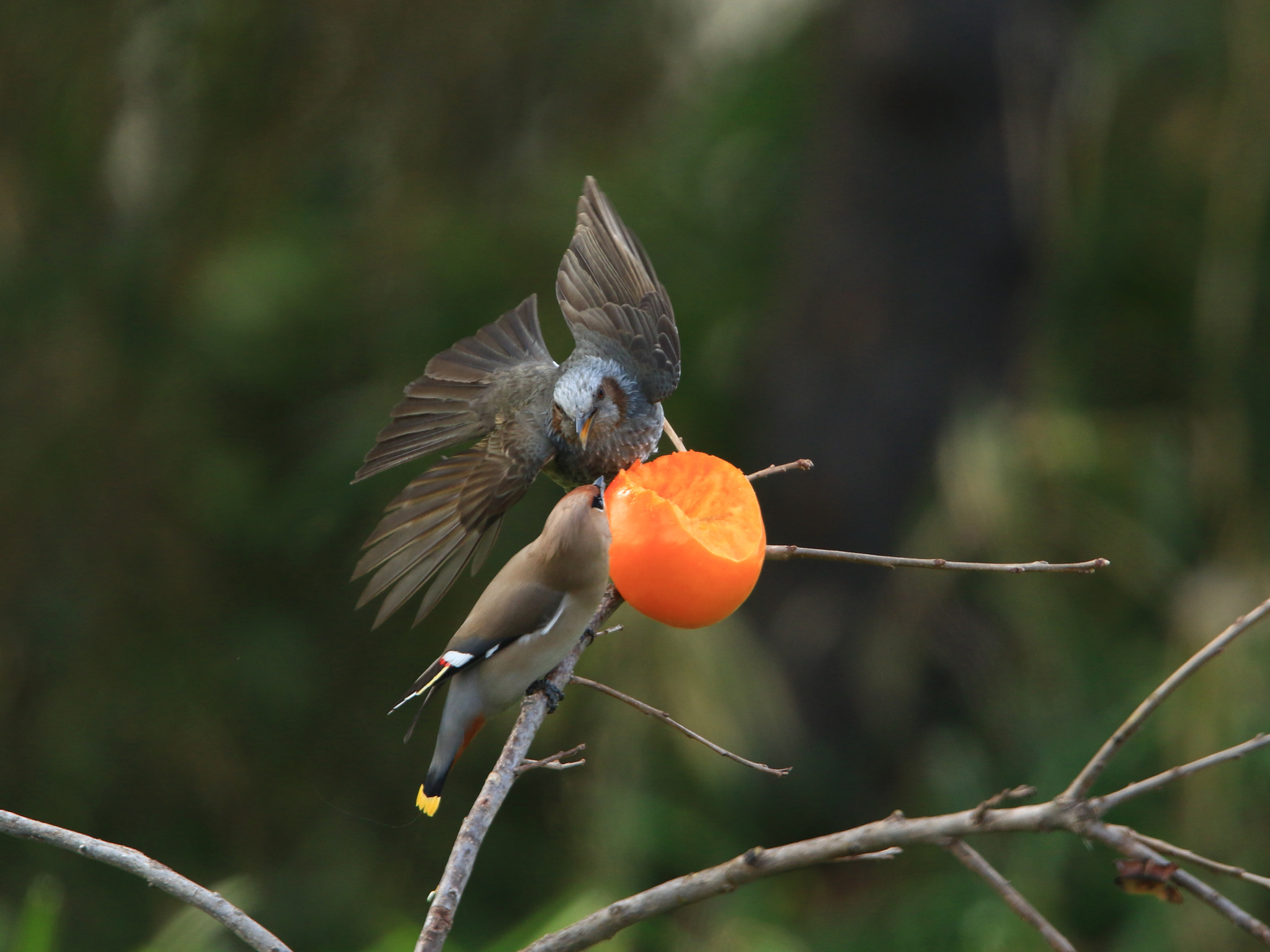 Canon EF 400mm F2.8L IS USM sample photo. Bohemian waxwing  vs   brown-eared bulbul photography