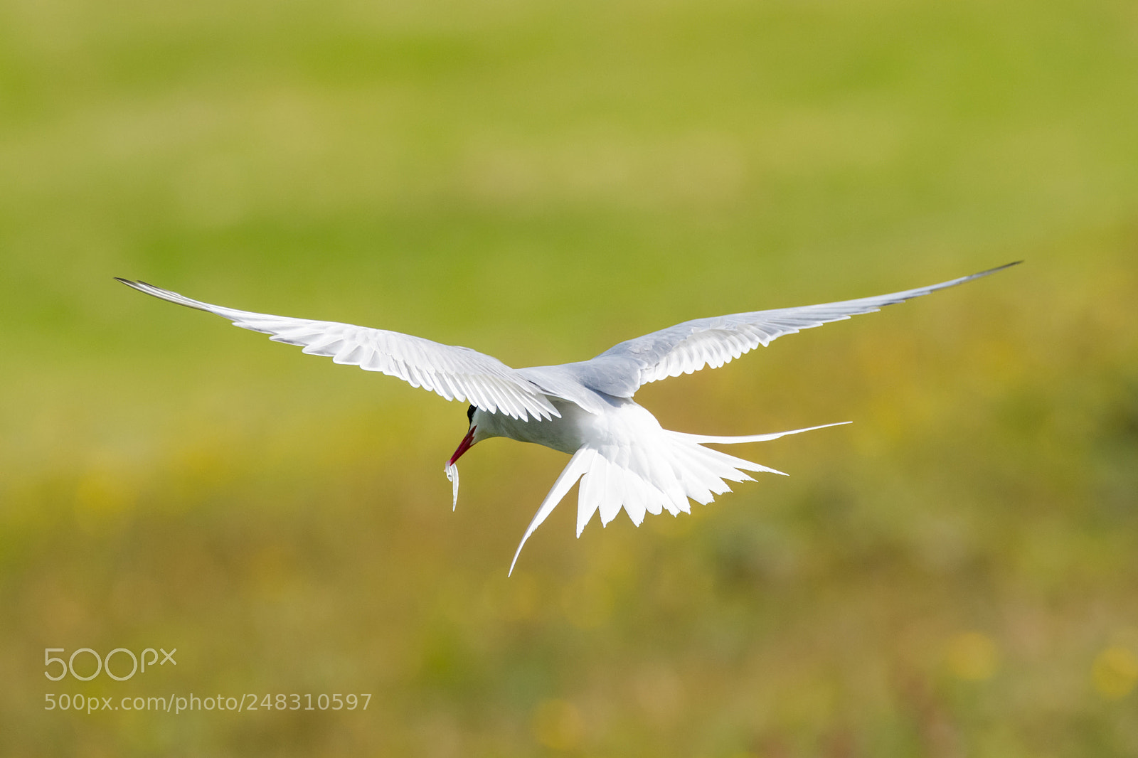 Nikon D500 sample photo. Arctic tern with his photography