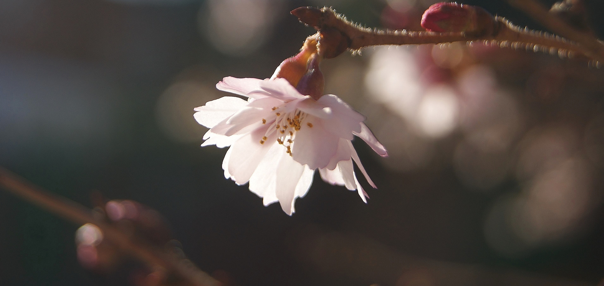 Sony Alpha DSLR-A380 sample photo. Cherry blossom 2018...(3) photography