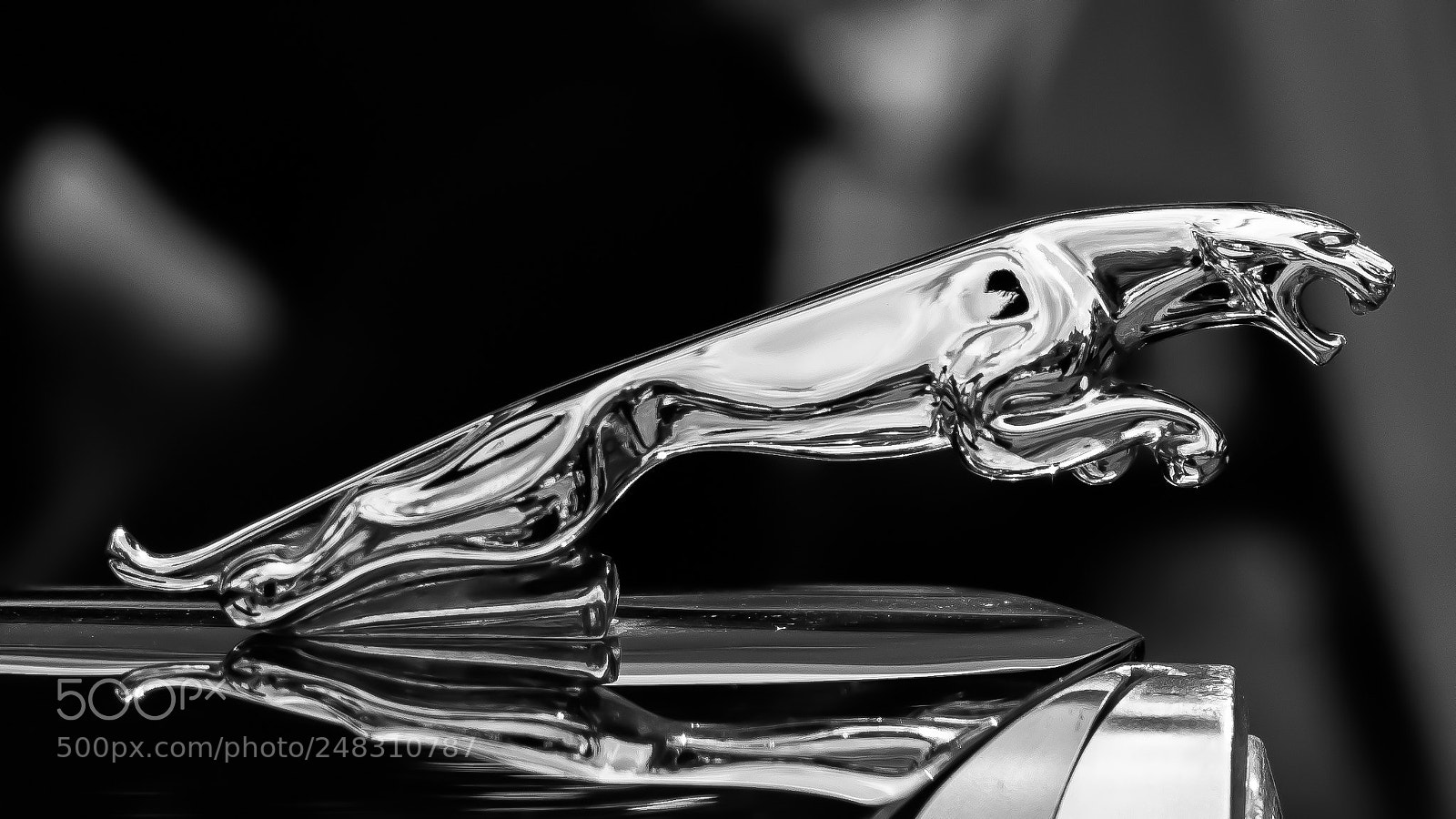 Nikon D5300 sample photo. Race jaguar photography