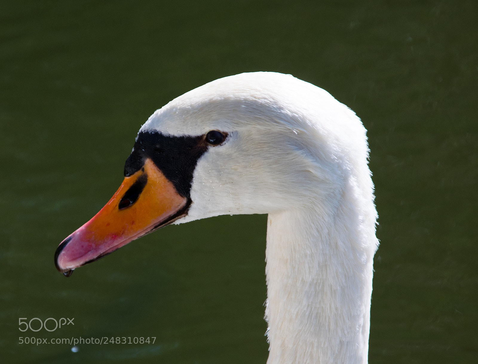 Nikon D5300 sample photo. Swan photography