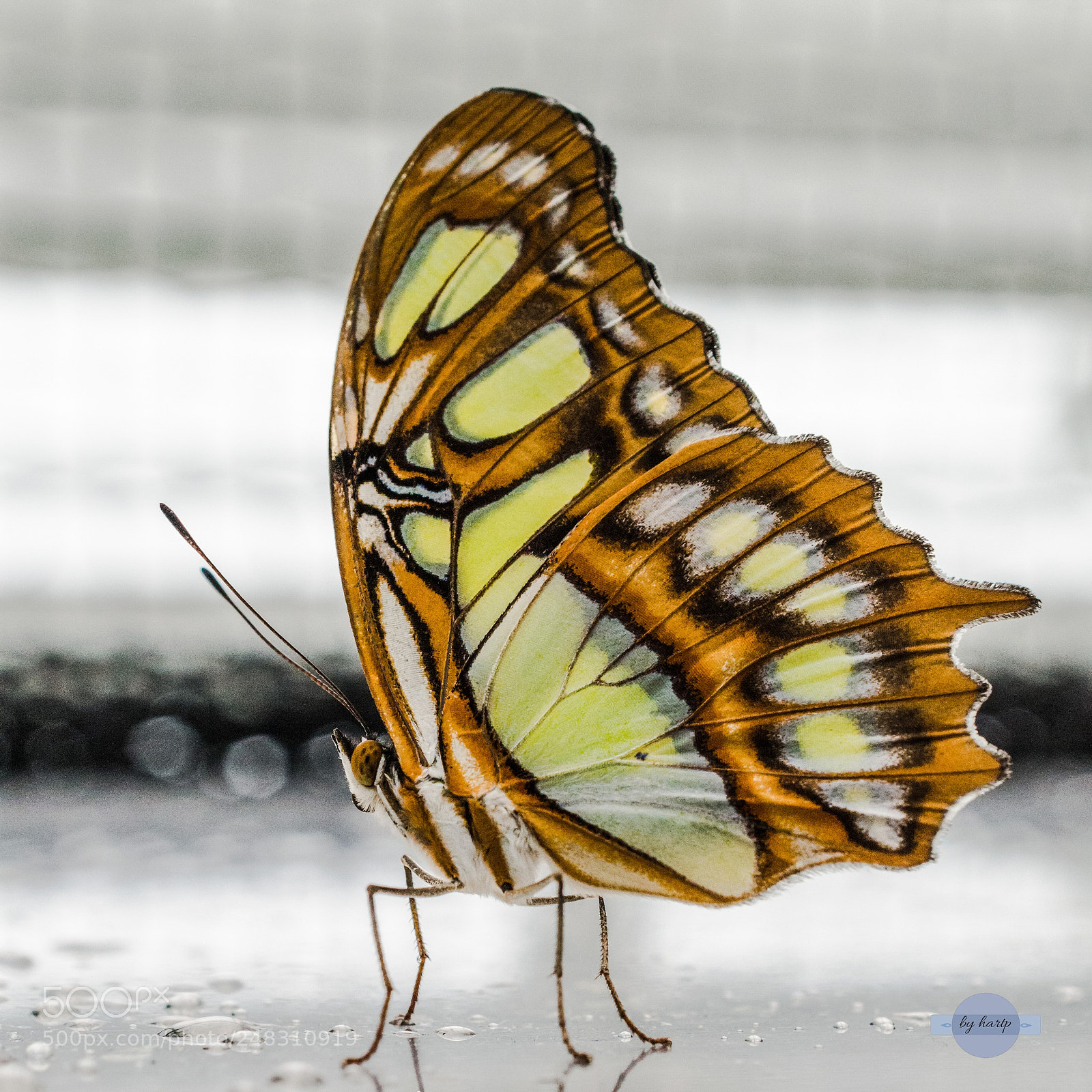 Nikon D3200 sample photo. Posing photography