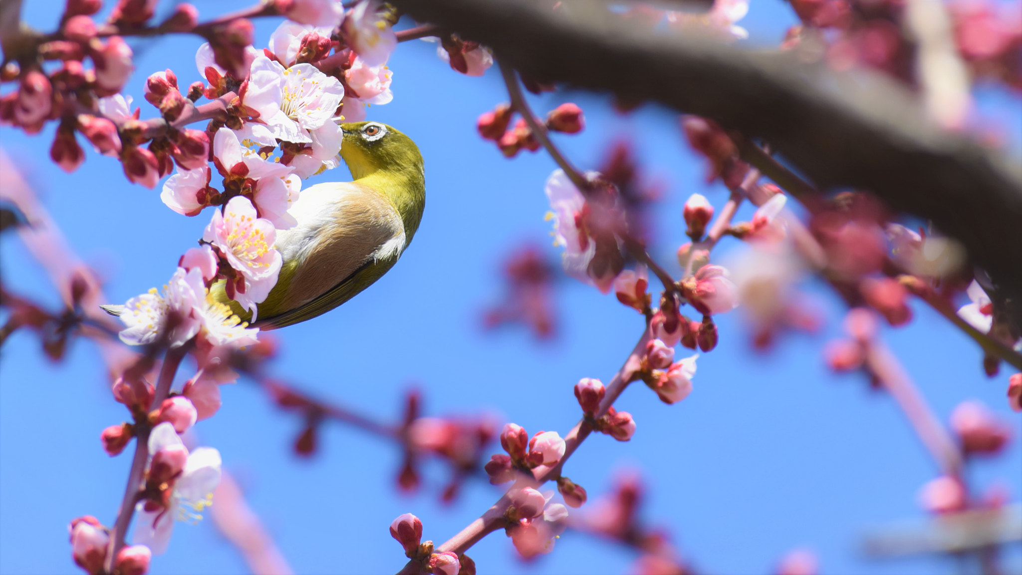 Nikon D5300 sample photo. Mutualism that bring happiness in early spring coming photography