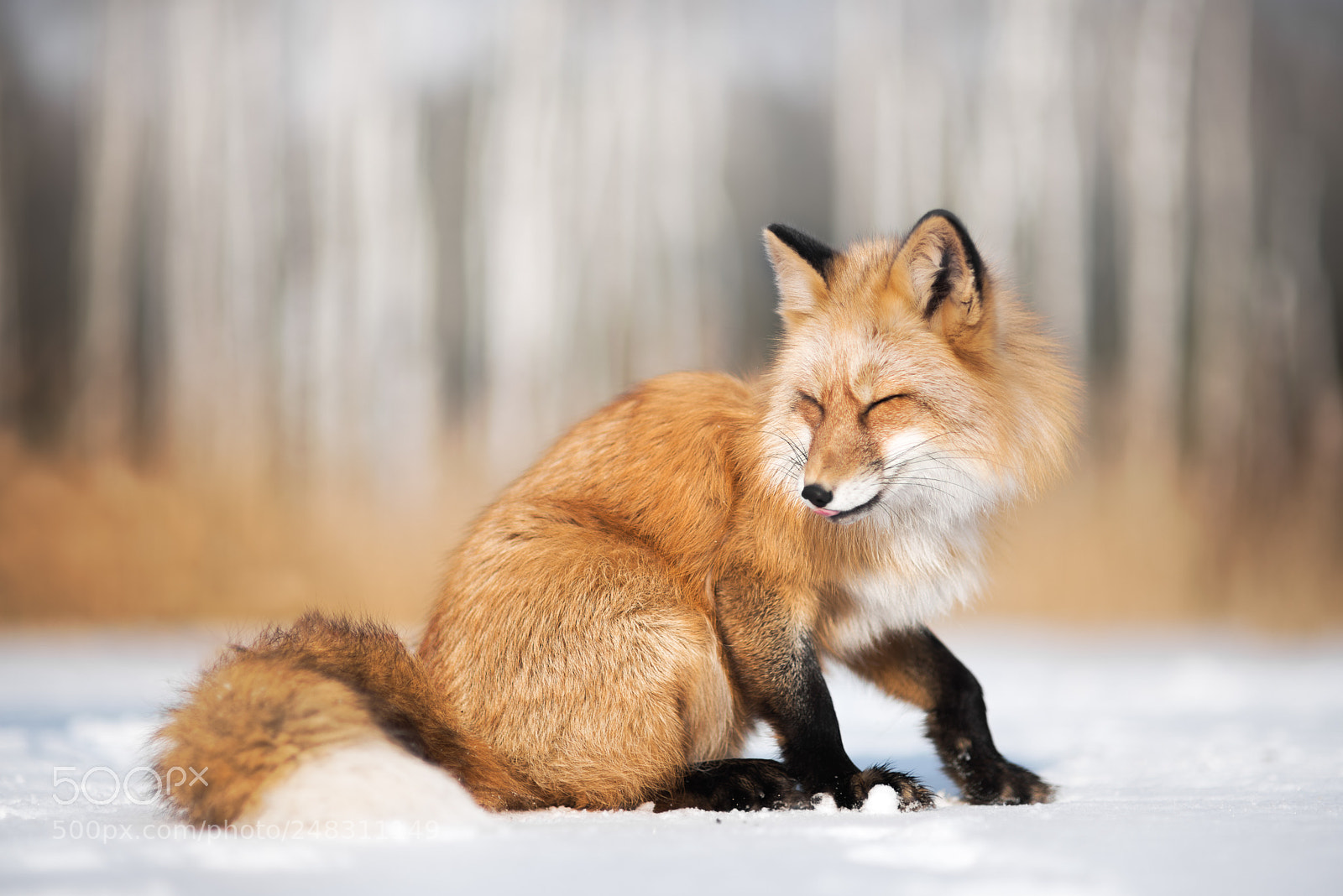 Nikon D610 sample photo. Happy fox photography