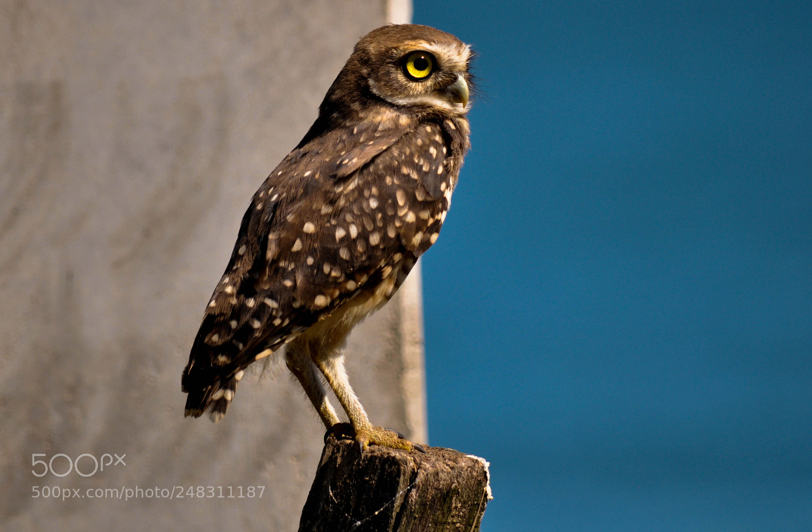 Nikon D5000 sample photo. Coruja buraqueira (athene cunicularia) photography
