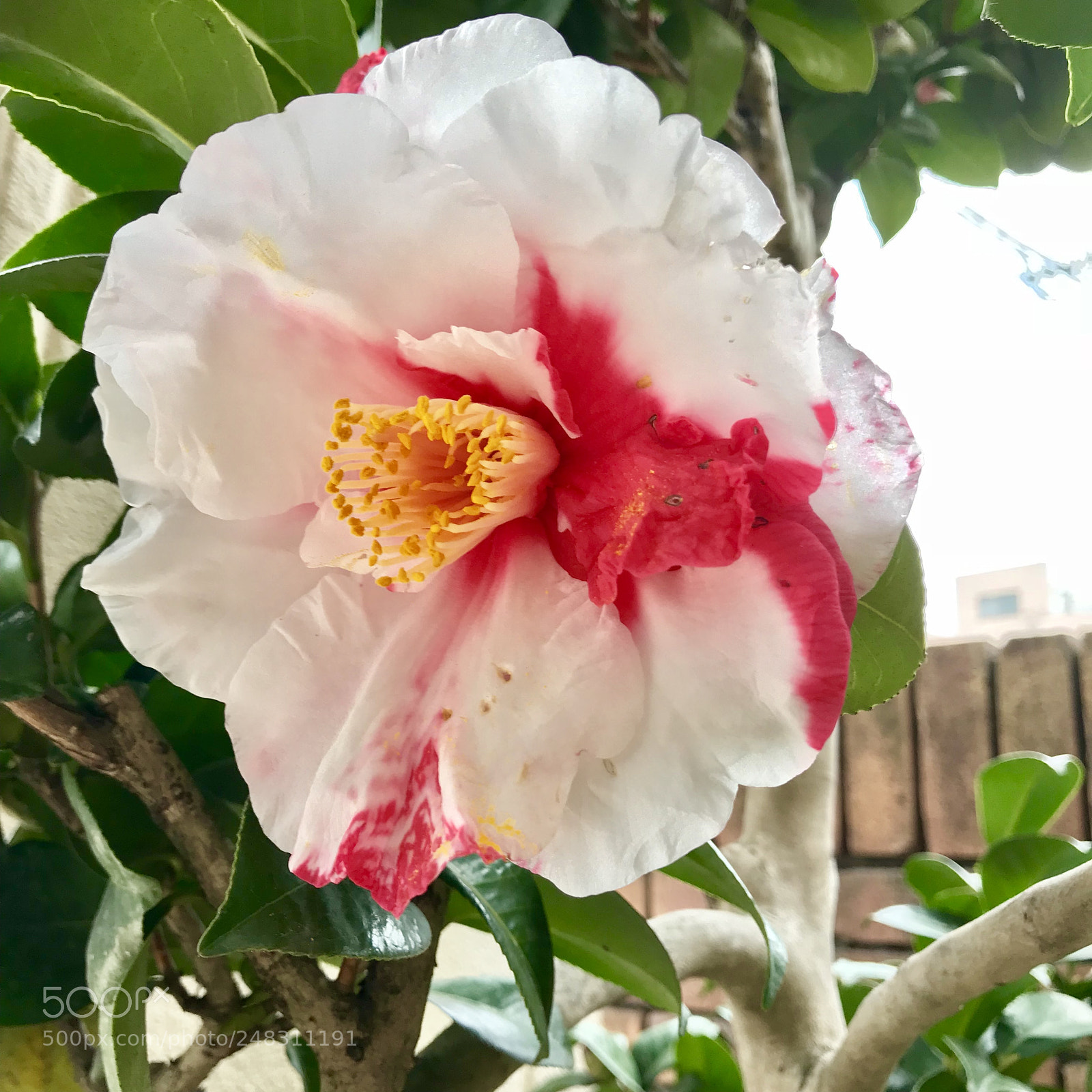 Apple iPhone 7 Plus sample photo. Camellia photography