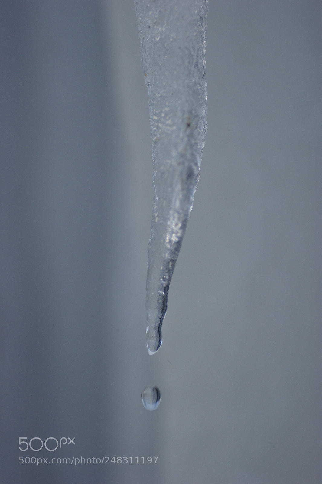 Sony Alpha DSLR-A350 sample photo. Untitled photography