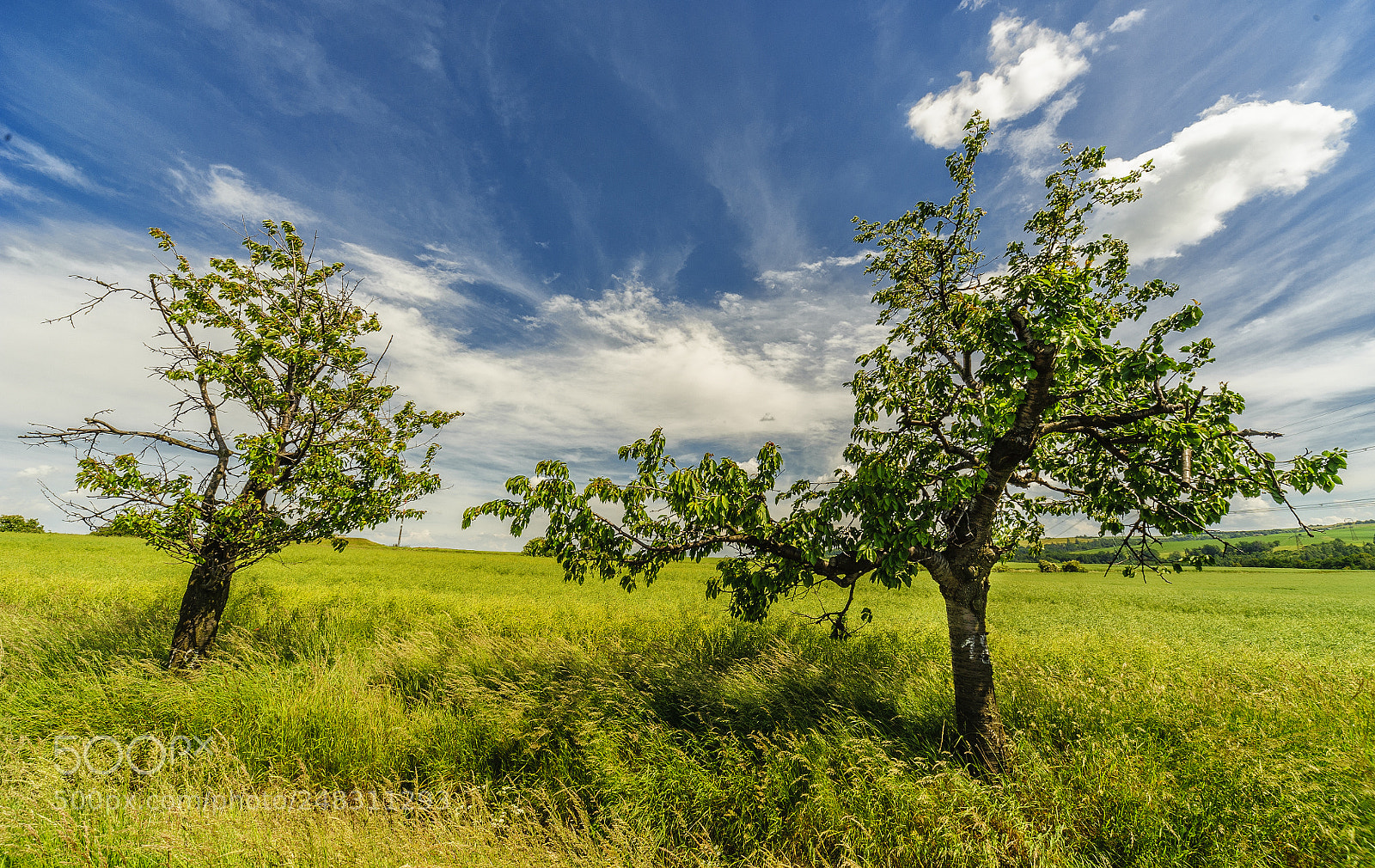 Nikon D700 sample photo. Cherry (prunus avium) trees.. photography
