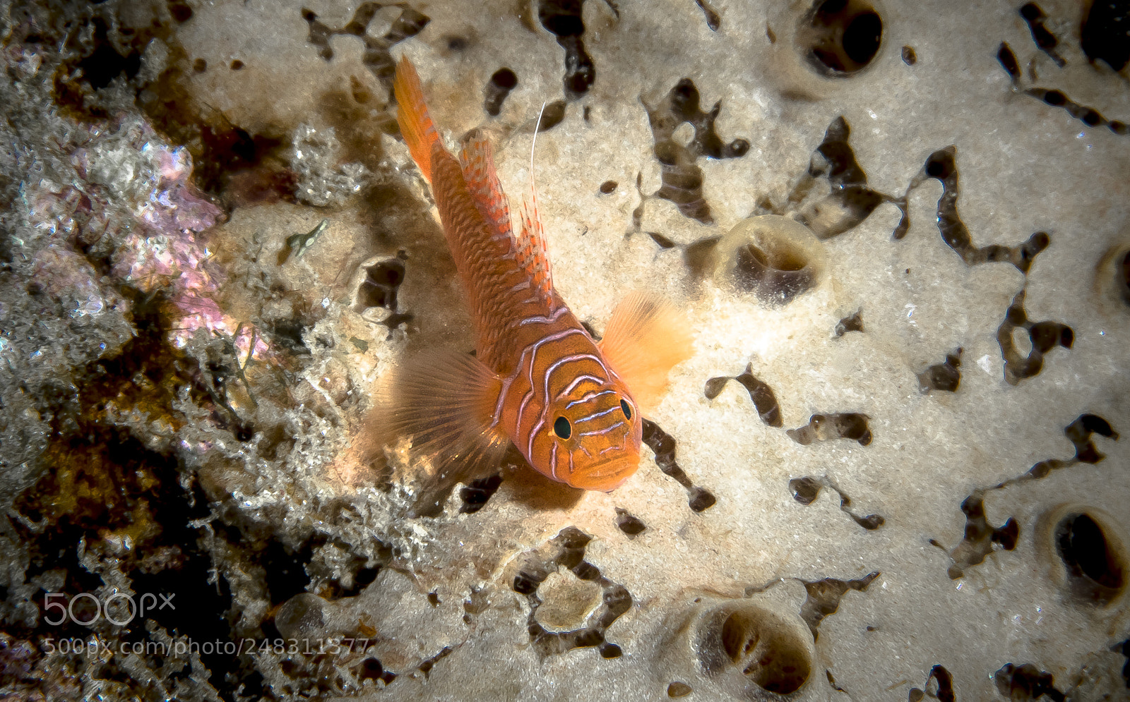 Canon EOS 5D Mark IV sample photo. Ribbon reef goby photography