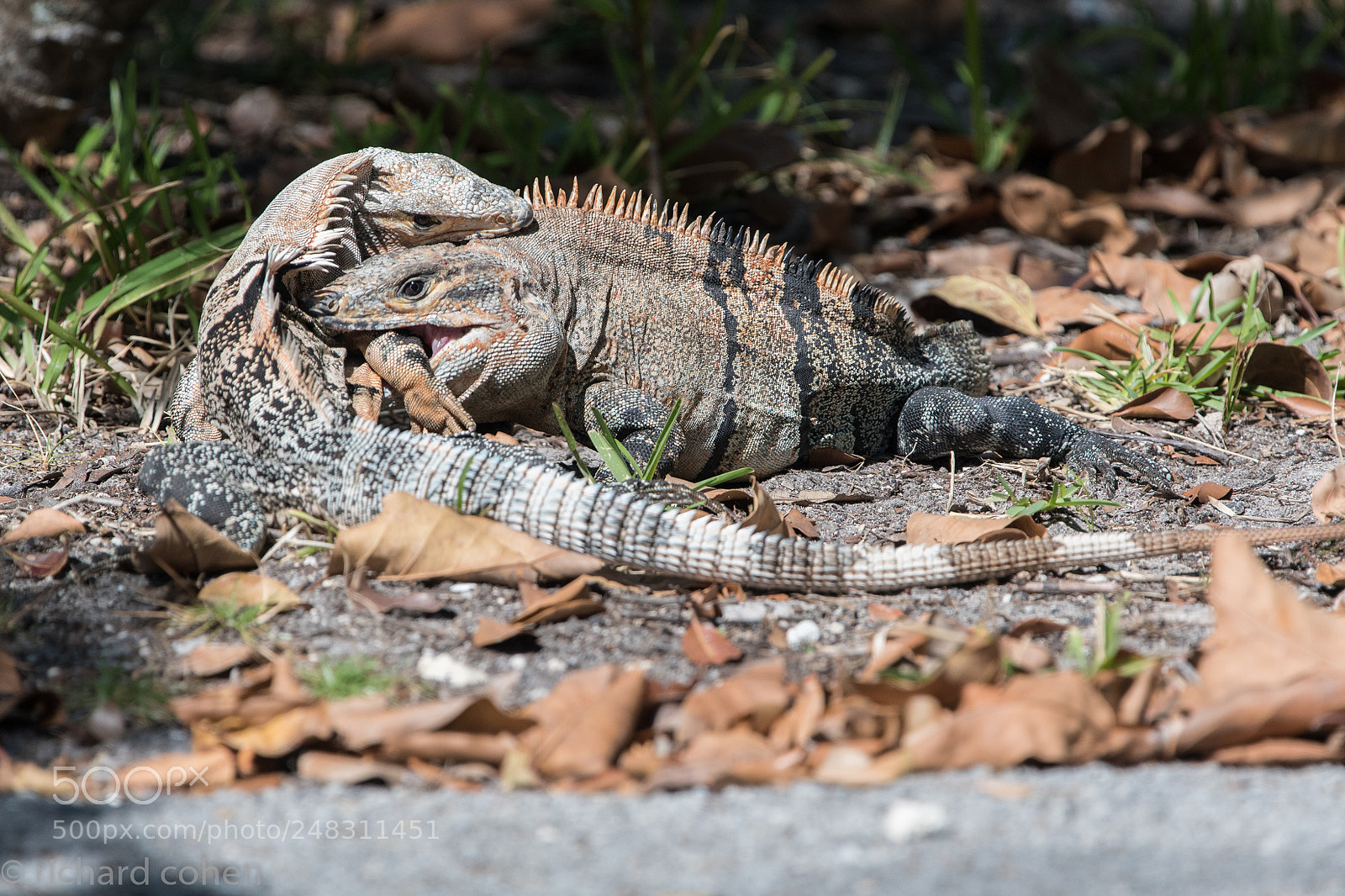 Nikon D500 sample photo. I think i'm bigger photography