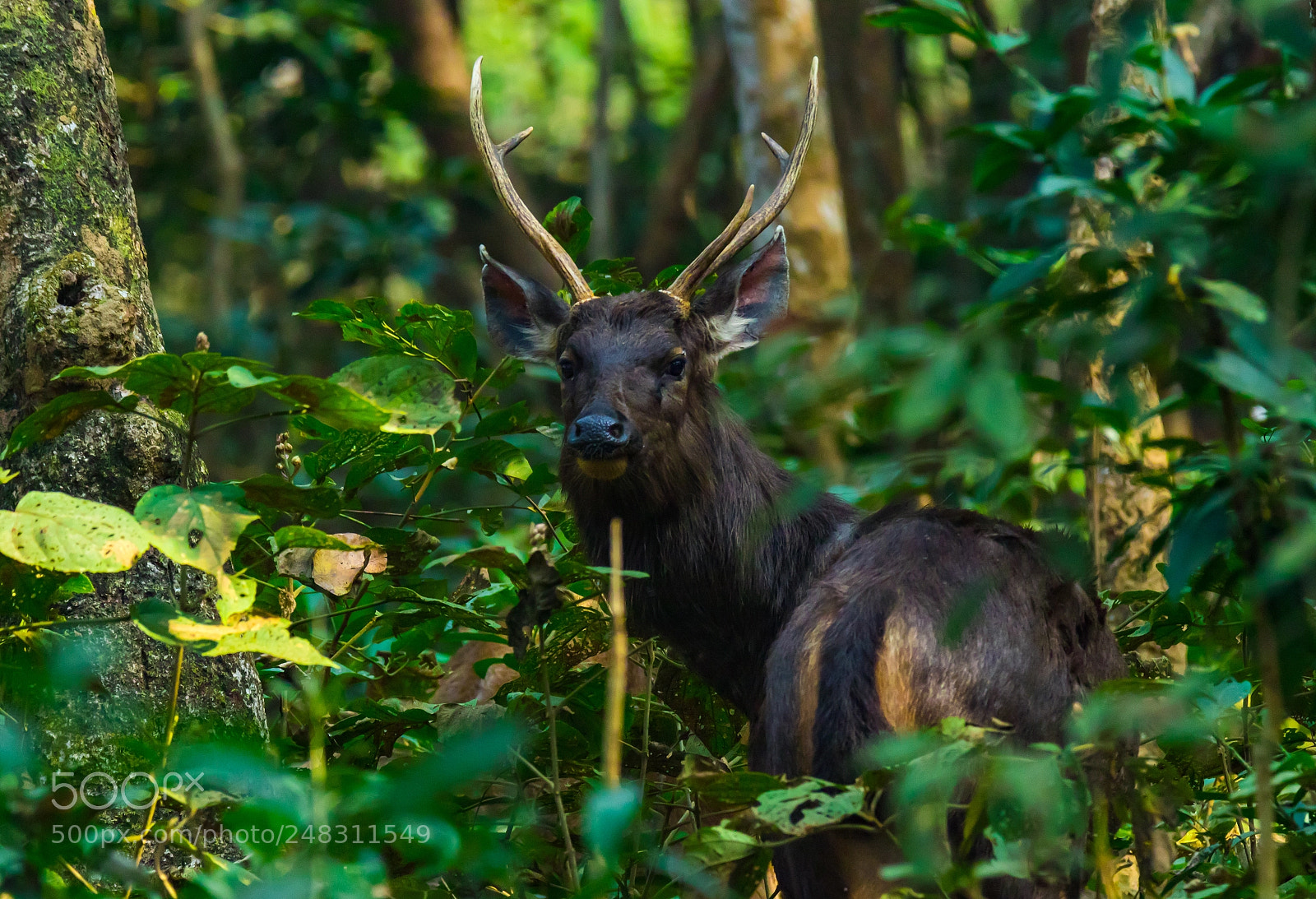 Canon EOS 7D Mark II sample photo. The sambar deer photography