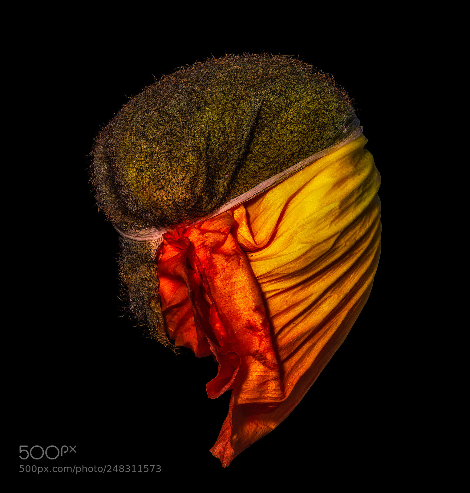 Nikon D810 sample photo. Unfolding poppy photography