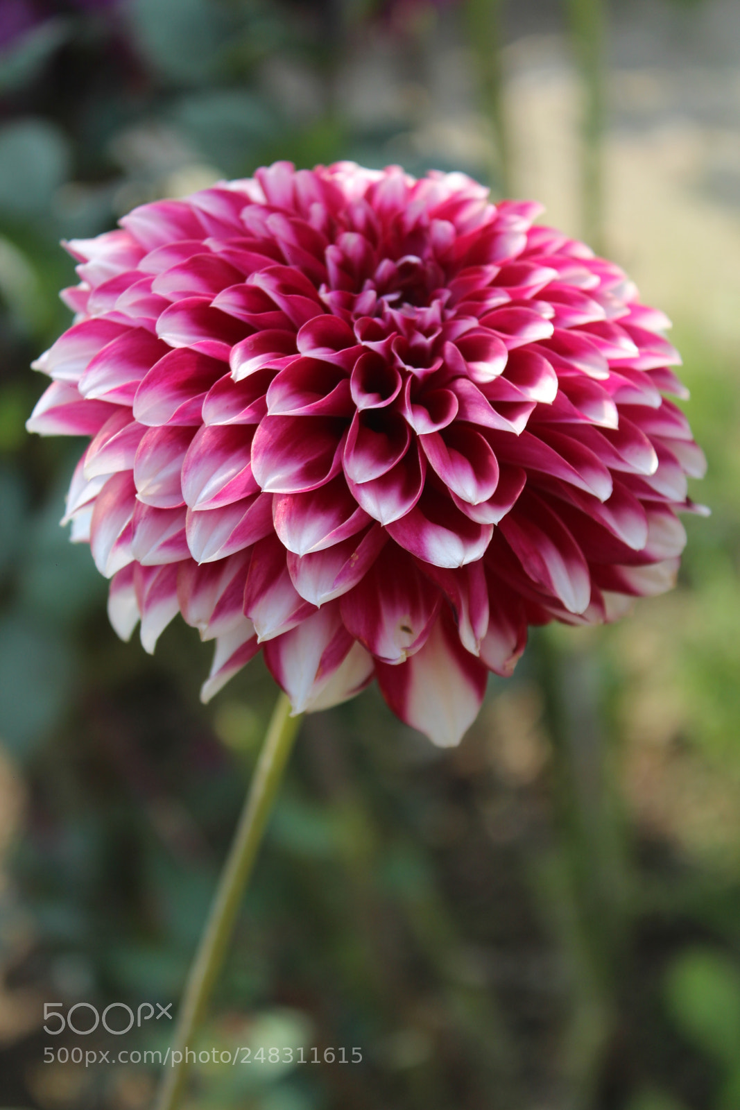 Canon EOS 700D (EOS Rebel T5i / EOS Kiss X7i) sample photo. Untitled photography