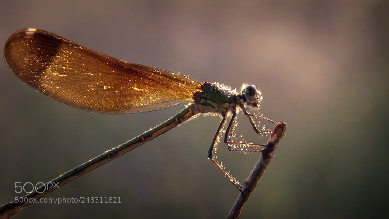 Canon EOS 700D (EOS Rebel T5i / EOS Kiss X7i) sample photo. Dragonfly photography
