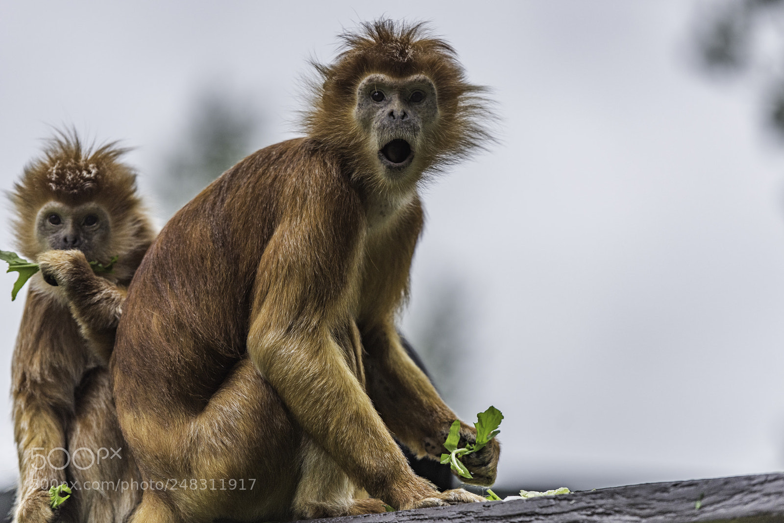 Nikon D810 sample photo. Javan gibbon series 2 photography