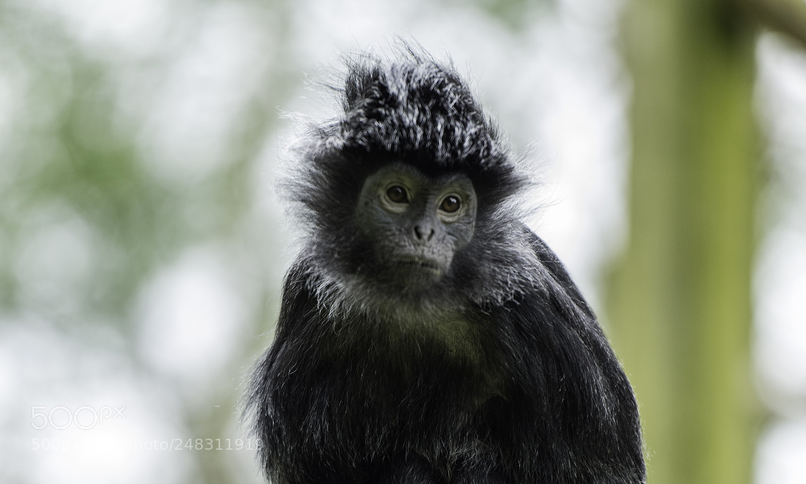 Nikon D810 sample photo. Javan gibbon series 2 photography